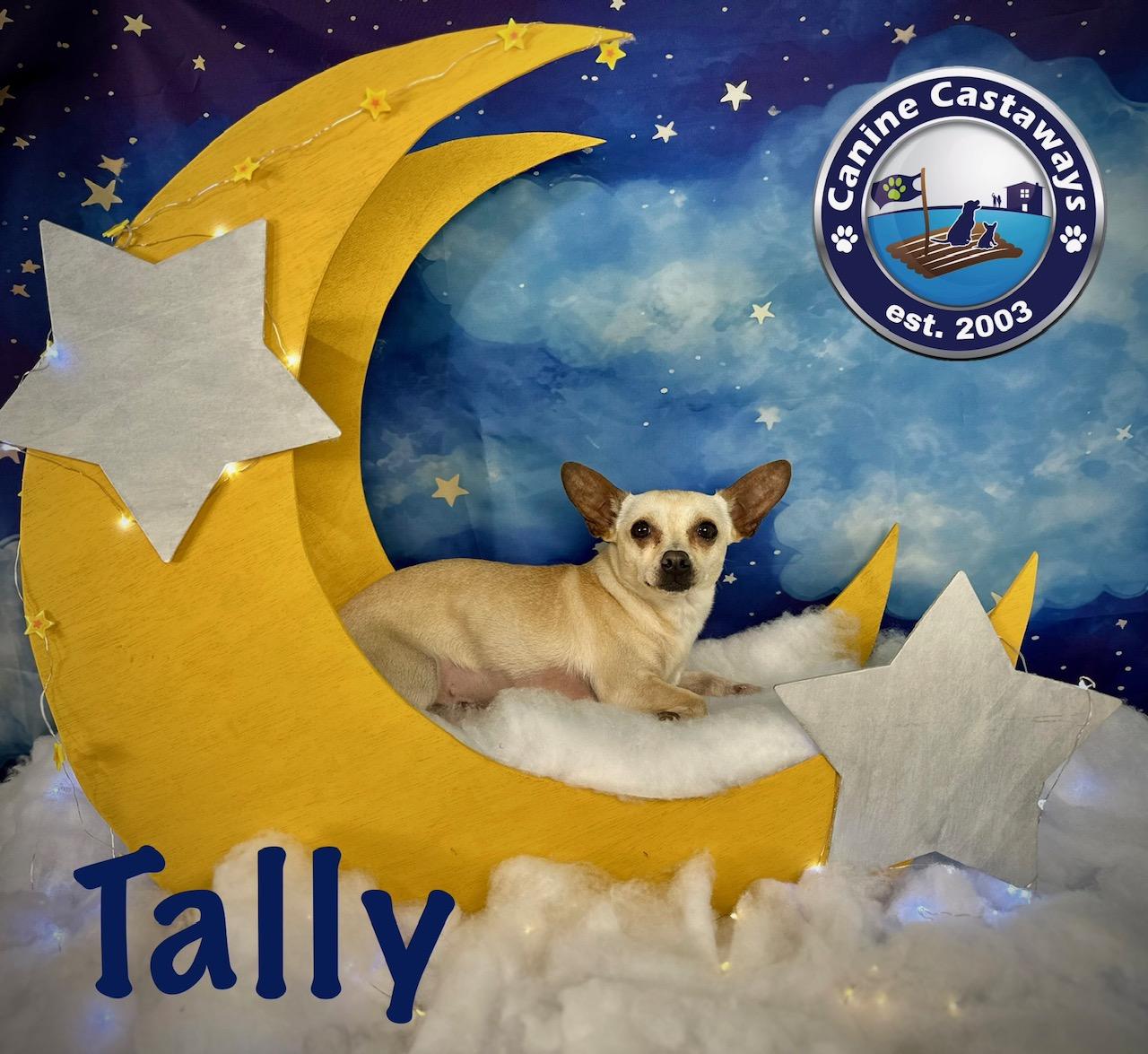 Enlarge Tally, a Adoptable mixed breed in Arcadia, FL image 5/6