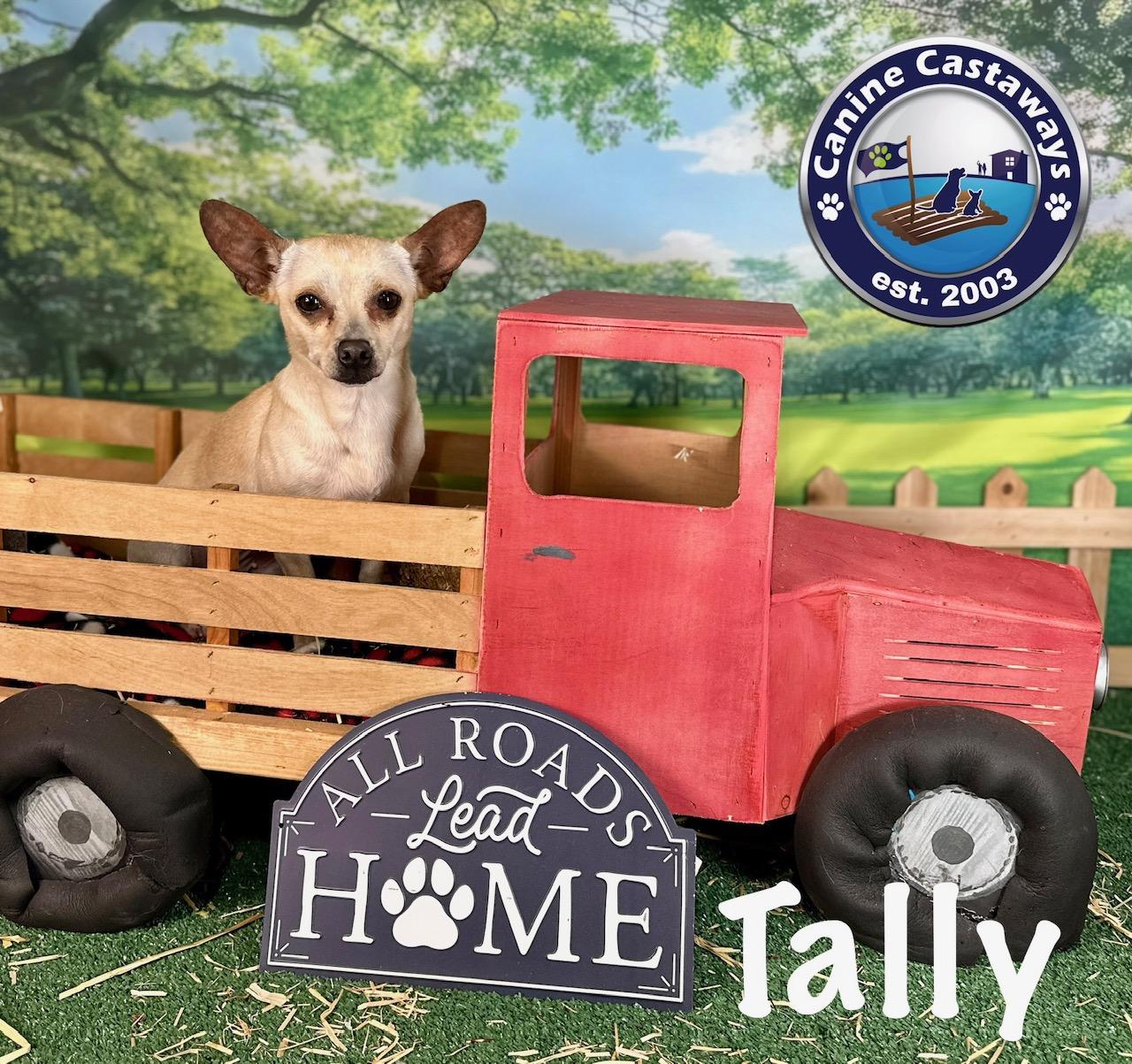 Enlarge Tally, a Adoptable mixed breed in Arcadia, FL image 4/6