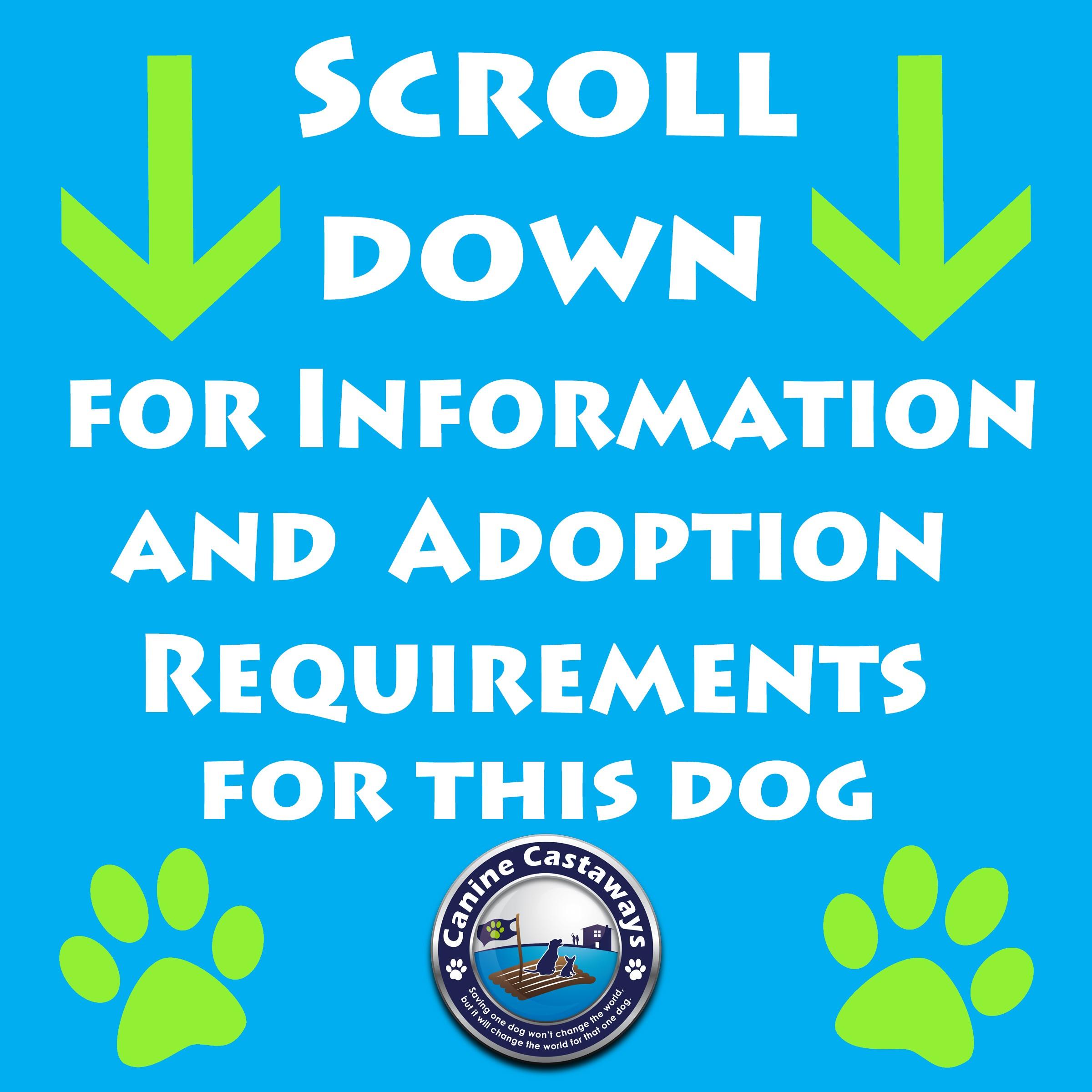 Tally, a Adoptable mixed breed in Arcadia, FL image 5/5