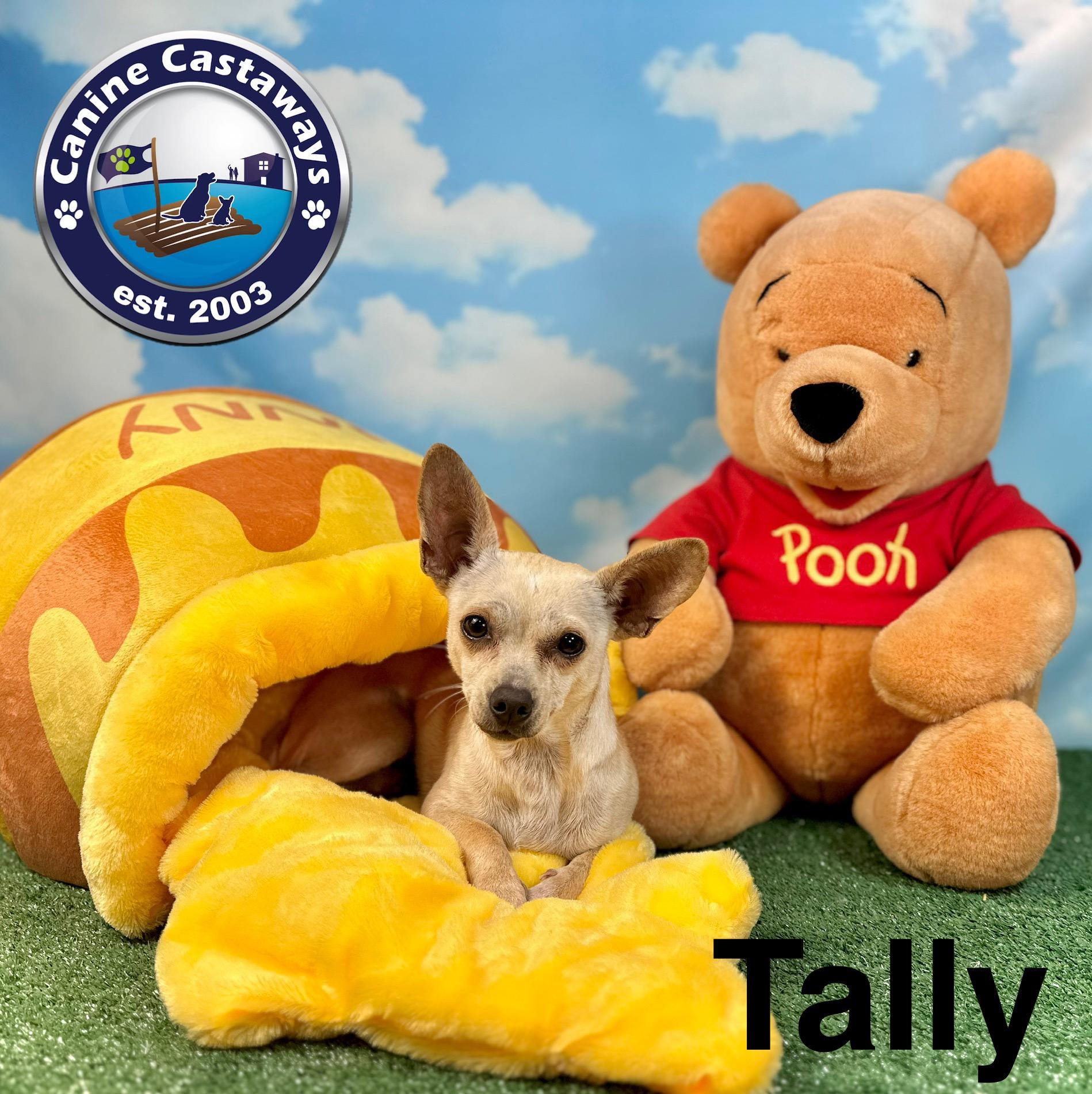 Tally, a Adoptable mixed breed in Arcadia, FL image 2/5