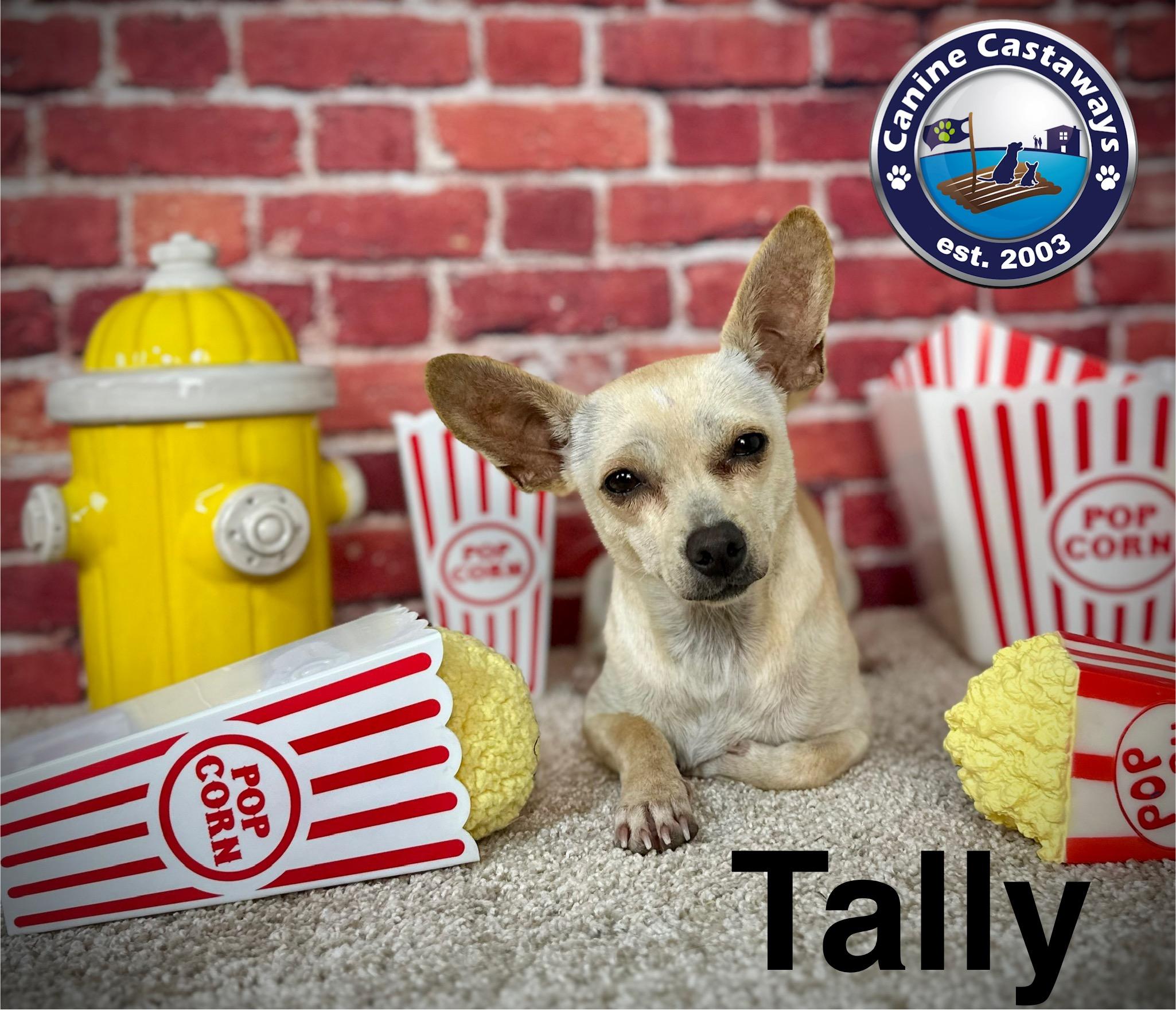 Tally, a Adoptable mixed breed in Arcadia, FL image 1/5