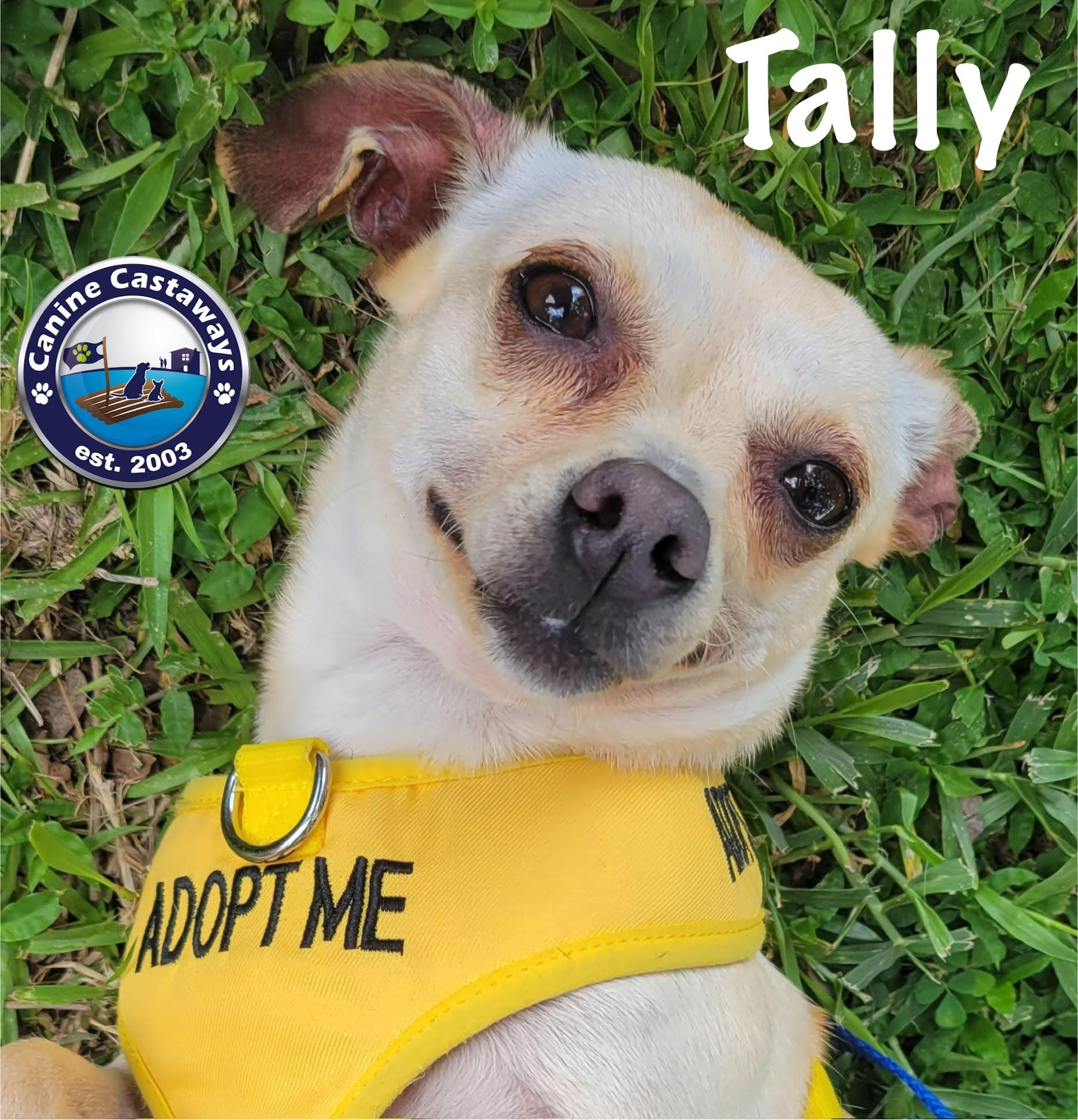 Tally, a Adoptable mixed breed in Arcadia, FL image 3/5