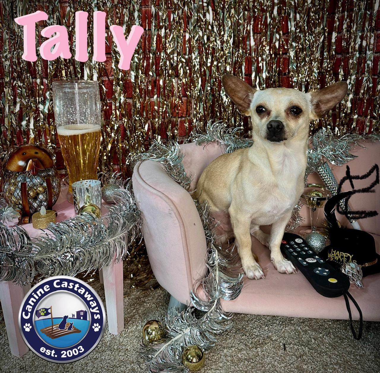 Enlarge Tally, a Adoptable mixed breed in Arcadia, FL image 1/6