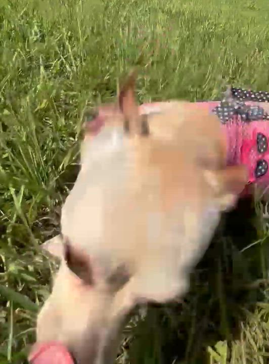 Enlarge Tally, a Adoptable mixed breed in Arcadia, FL video 4/5