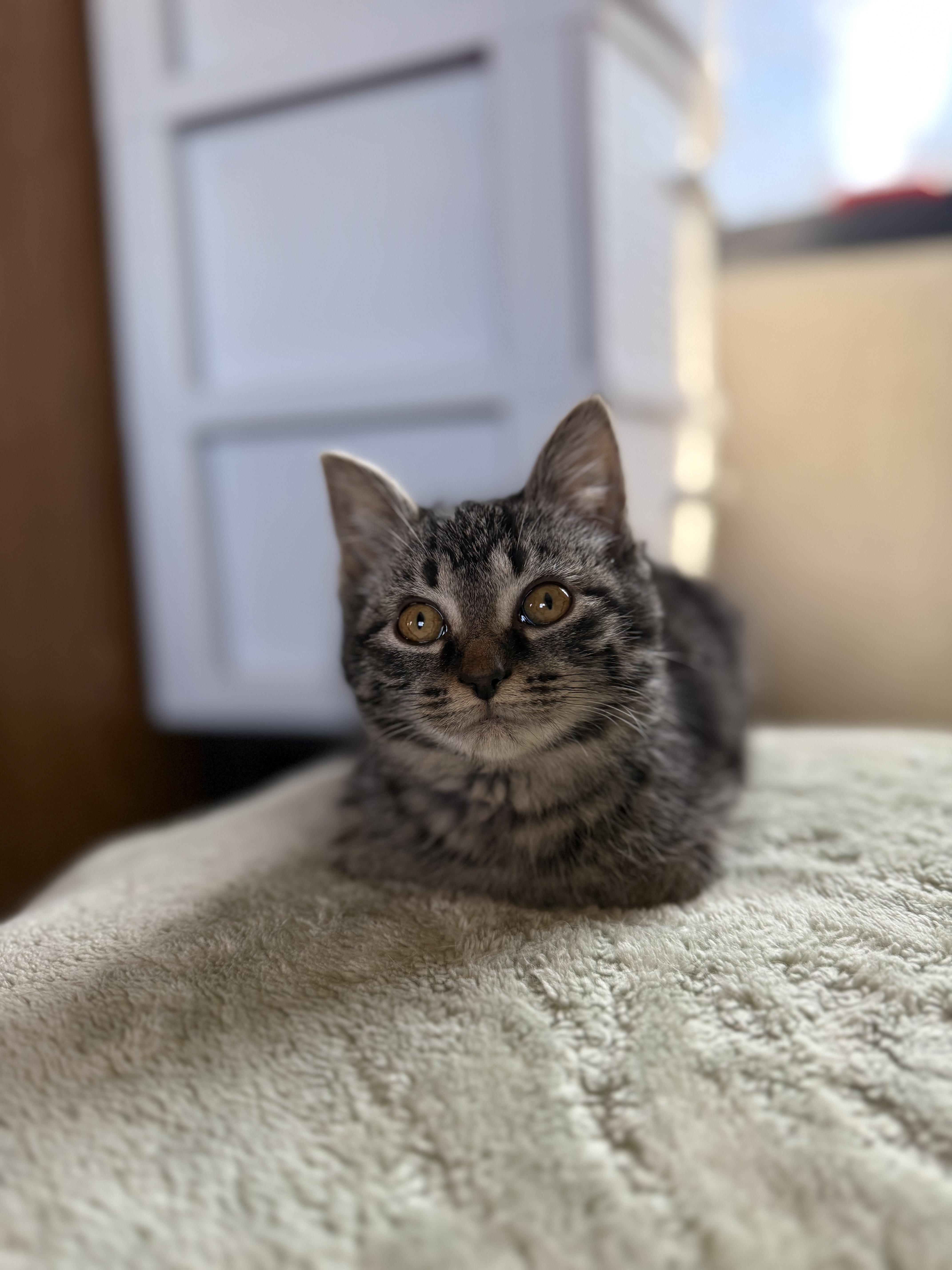 Enlarge Muffin, a ADOPTABLE Domestic Short Hair in Bethel, OH image 2/2