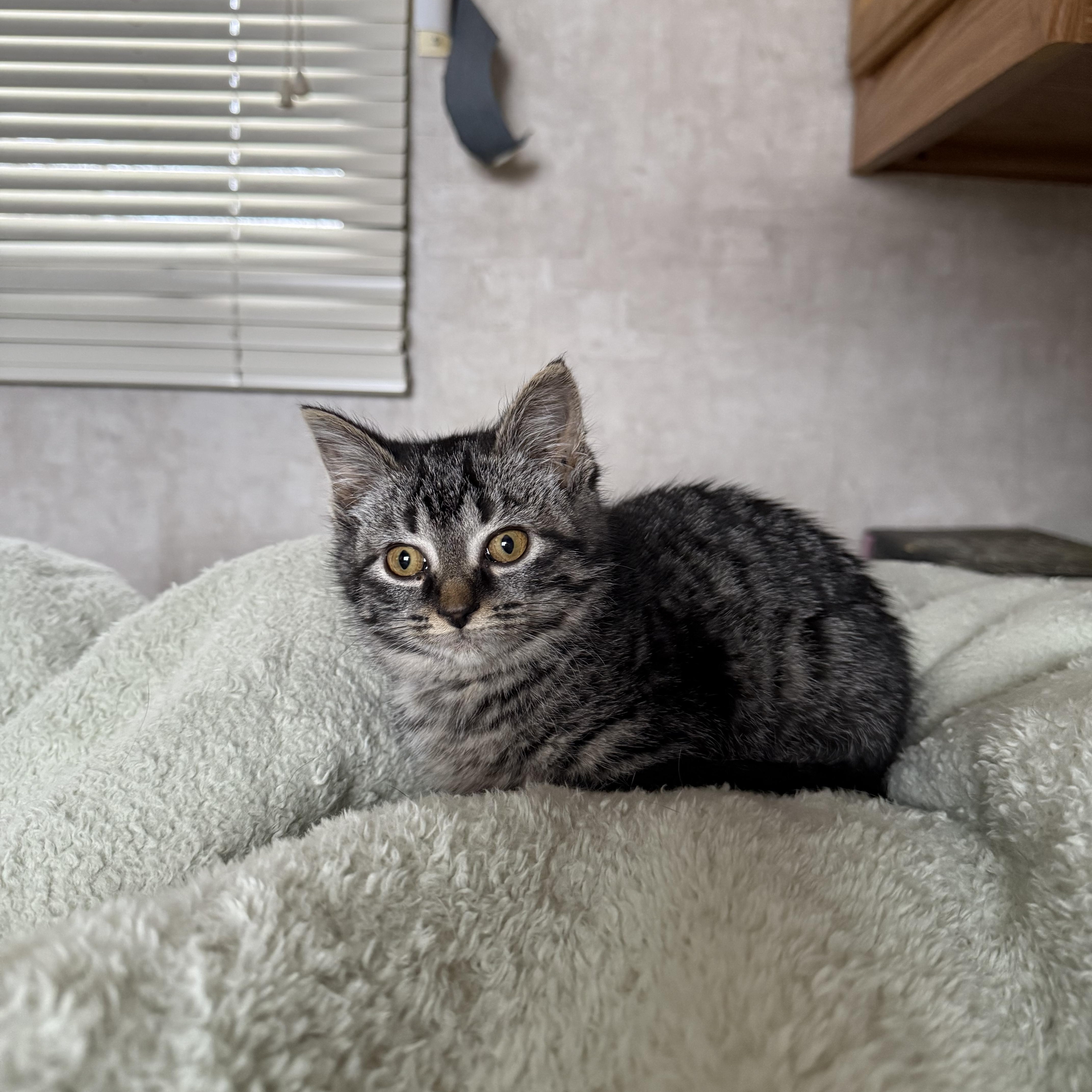 Enlarge Muffin, a ADOPTABLE Domestic Short Hair in Bethel, OH image 1/2