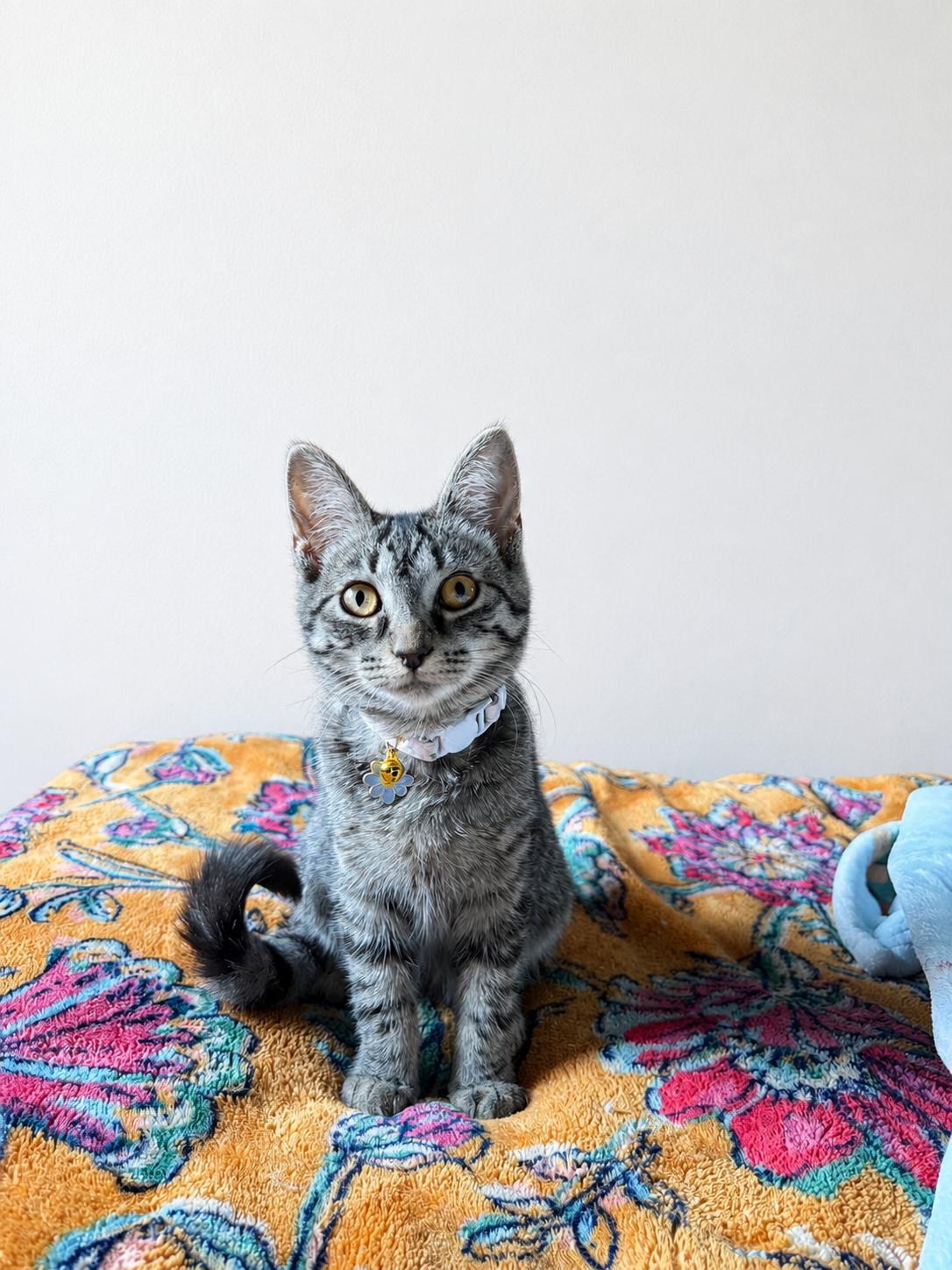 Muffin, an adoptable Domestic Short Hair in Bethel, OH image 1/5