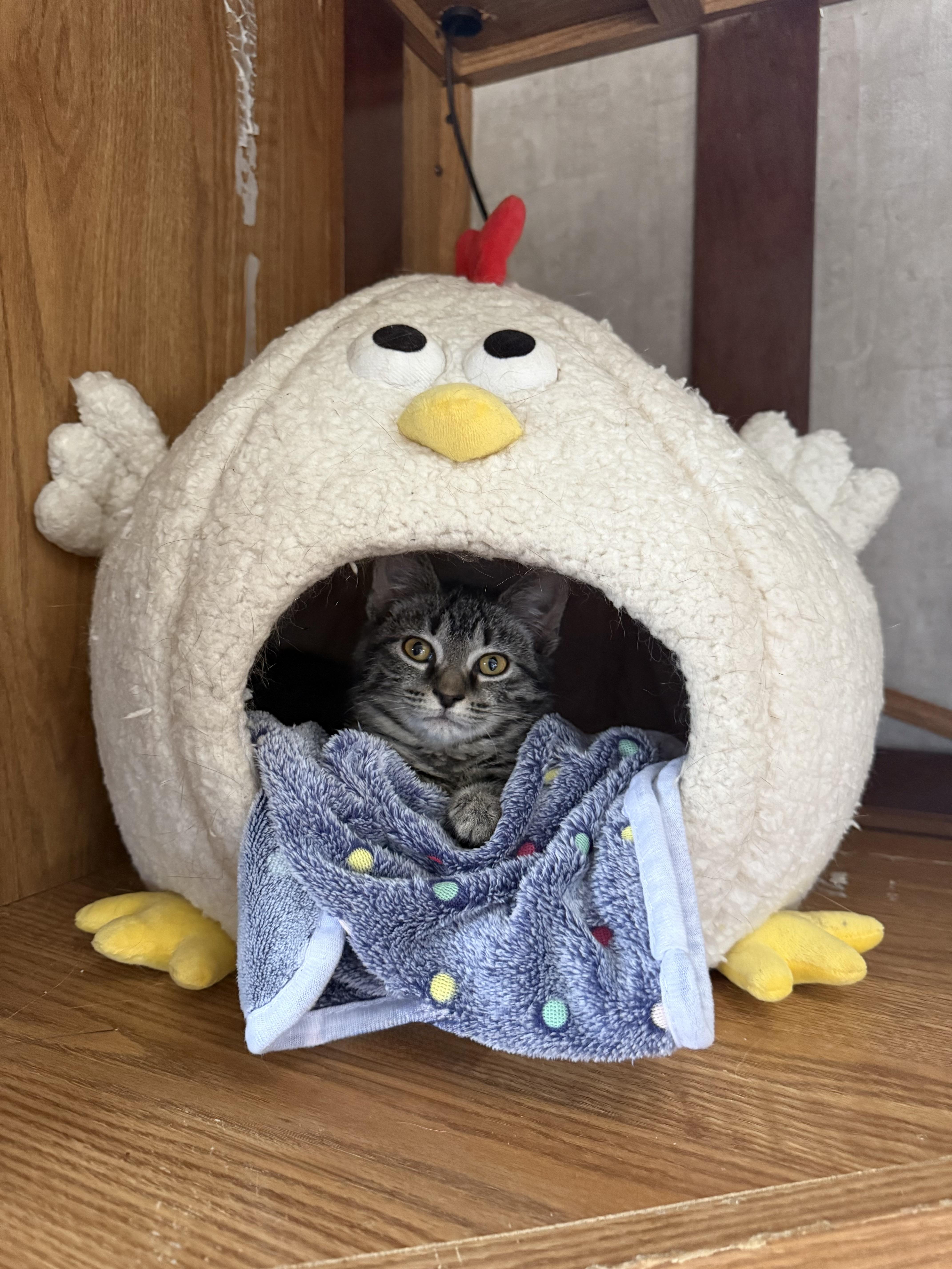 Muffin, an adoptable Domestic Short Hair in Bethel, OH image 2/5
