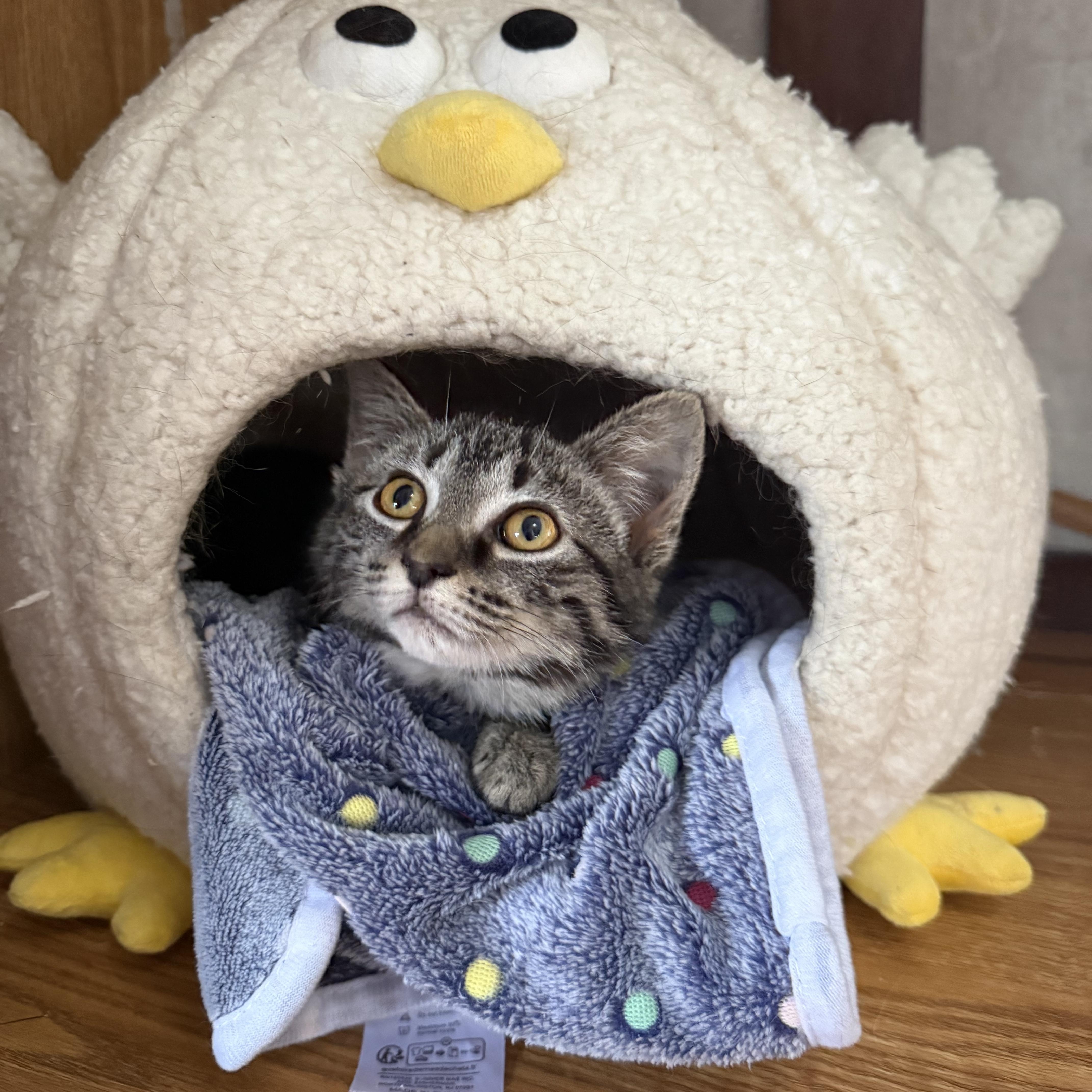 Muffin, an adoptable Domestic Short Hair in Bethel, OH image 5/5