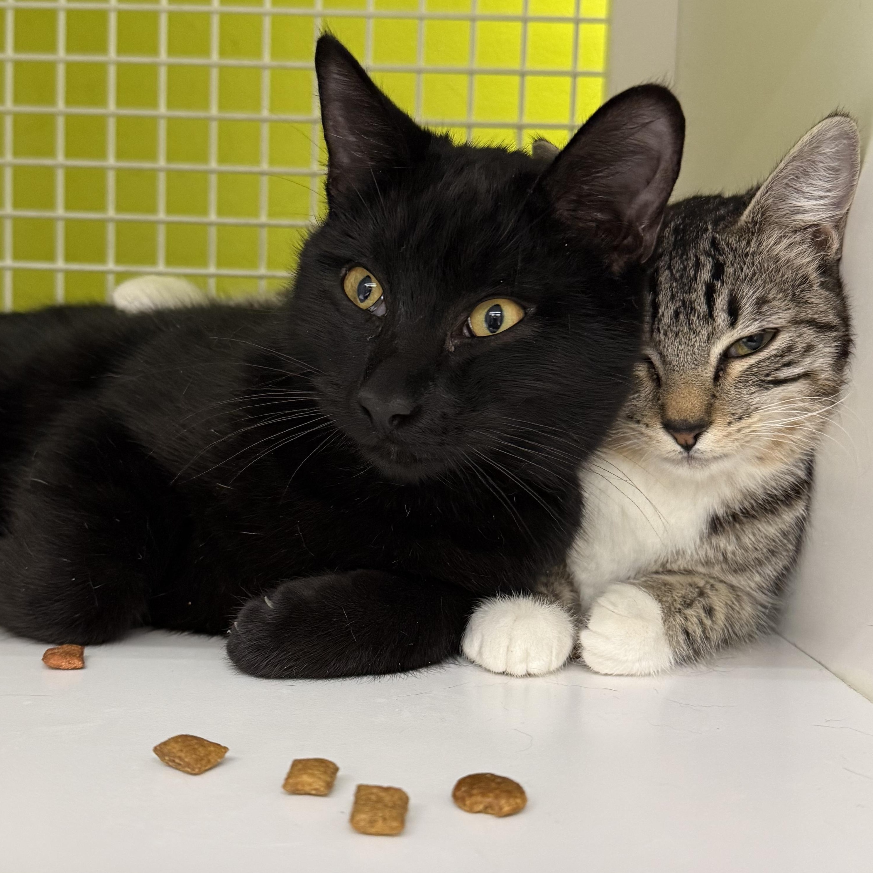 Spin, ADOPTABLE, Kitten Male Domestic Short Hair.