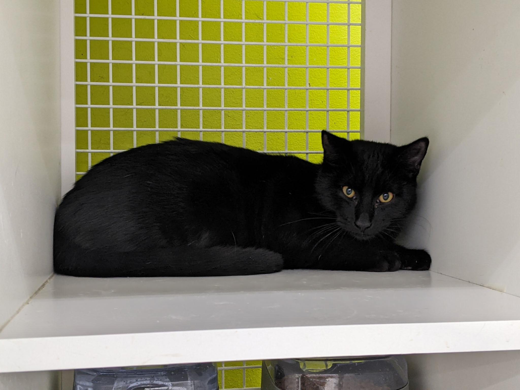 Enlarge Spin, a ADOPTABLE Domestic Short Hair in Brentwood, CA image 4/4