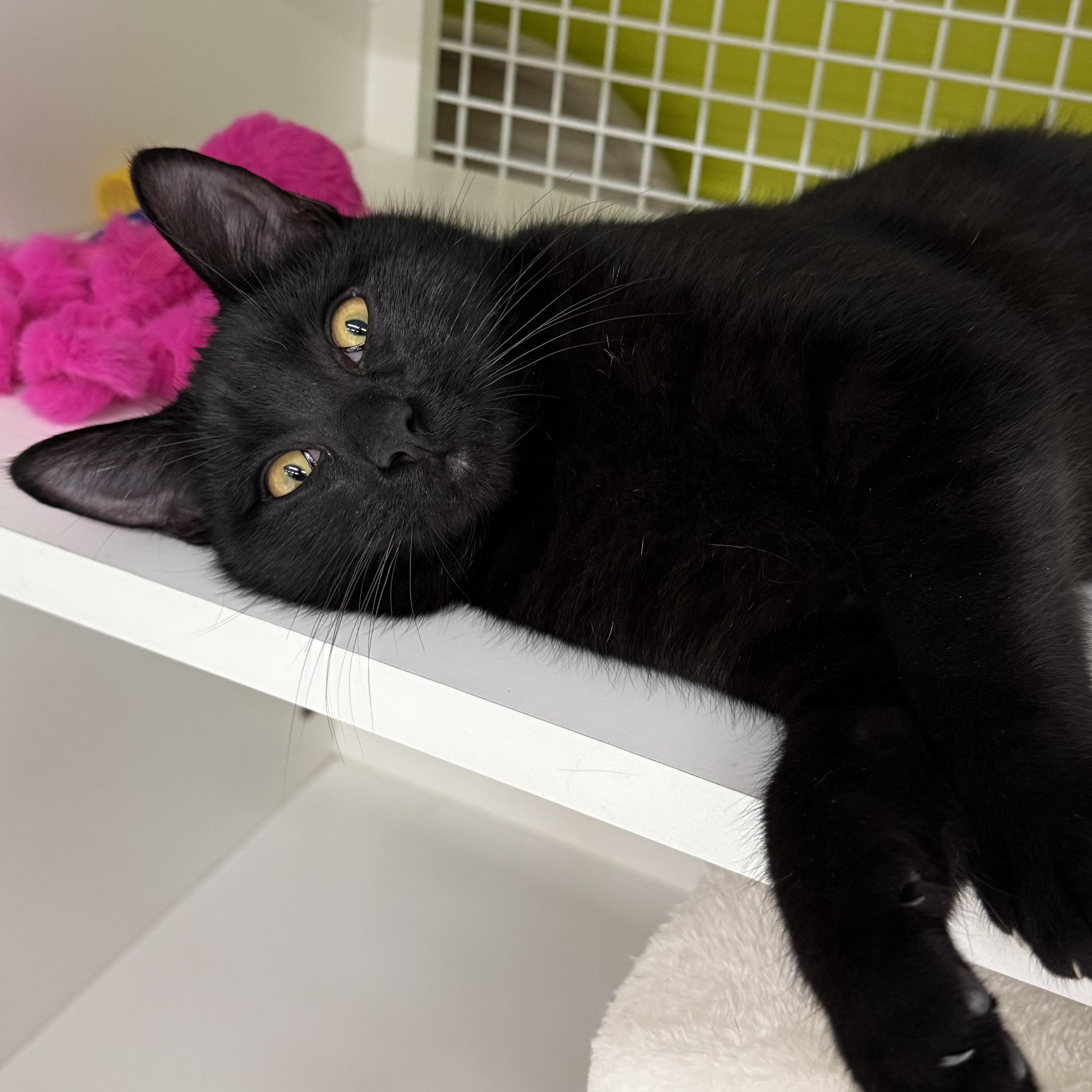 Enlarge Spin, a ADOPTABLE Domestic Short Hair in Brentwood, CA image 3/4