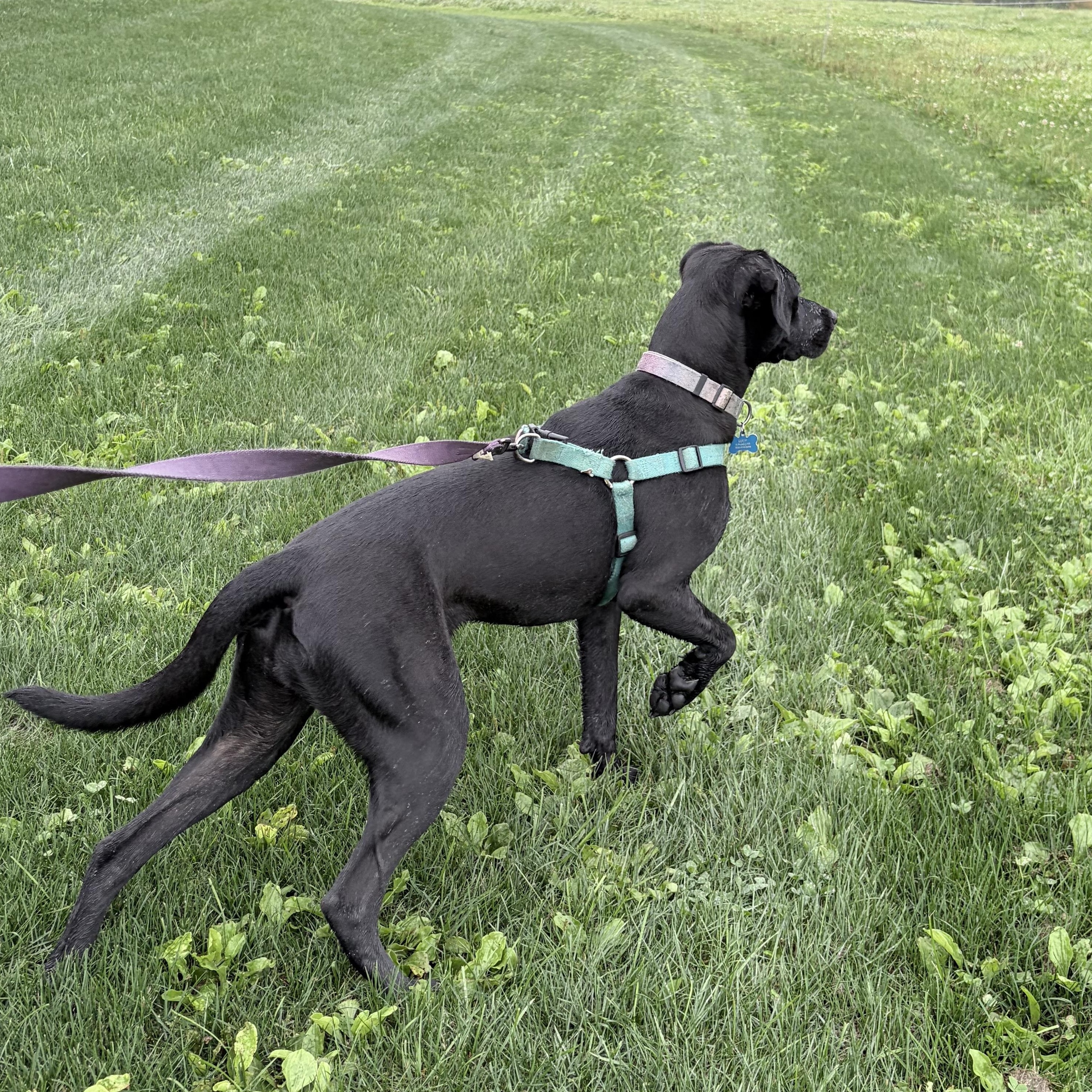Enlarge Lucy Blue, a Adoptable mixed breed in East Brunswick, NJ image 4/4