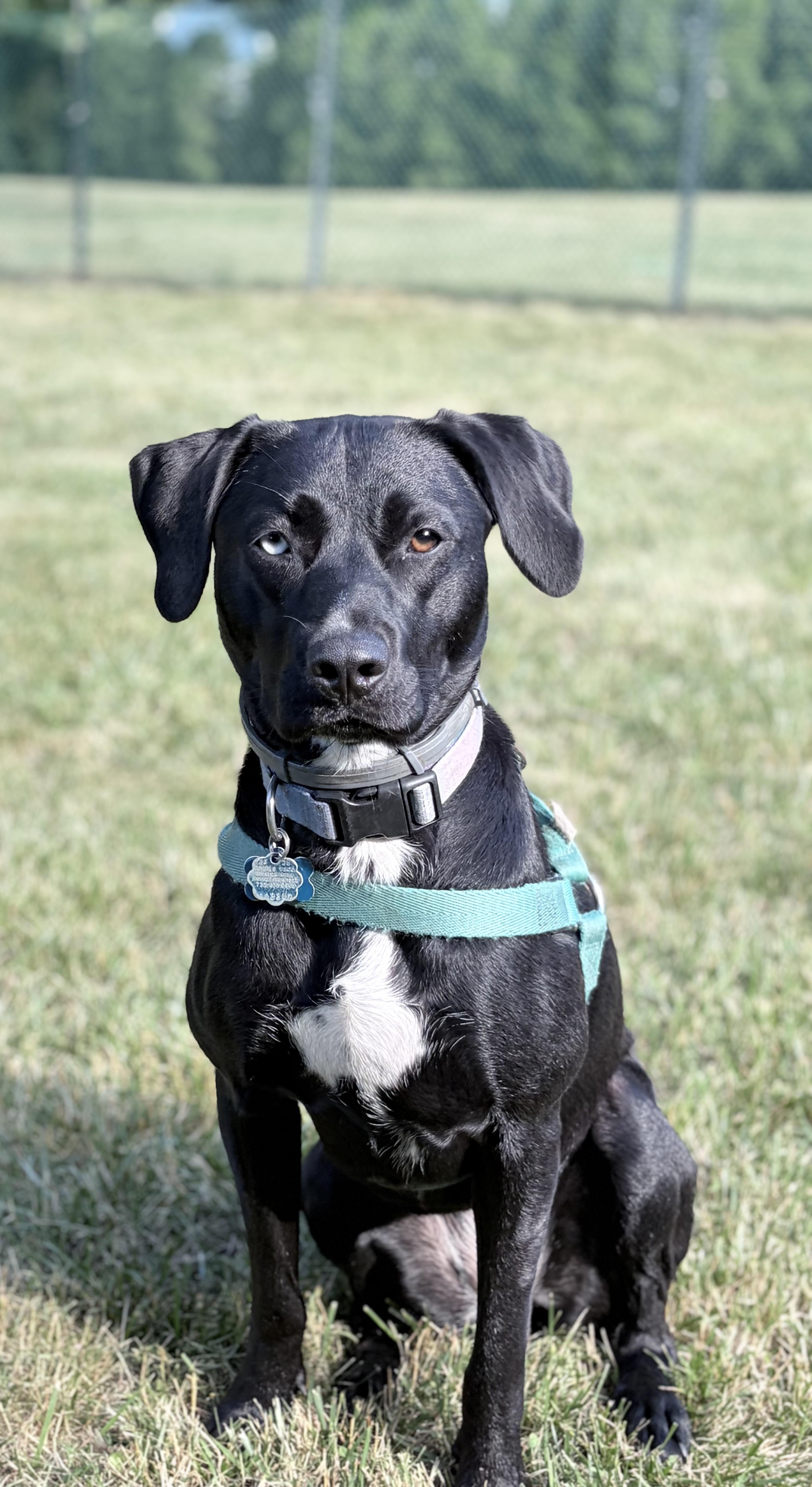 Lucy Blue, Adoptable, Young Female Black Labrador Retriever & German Shorthaired Pointer.