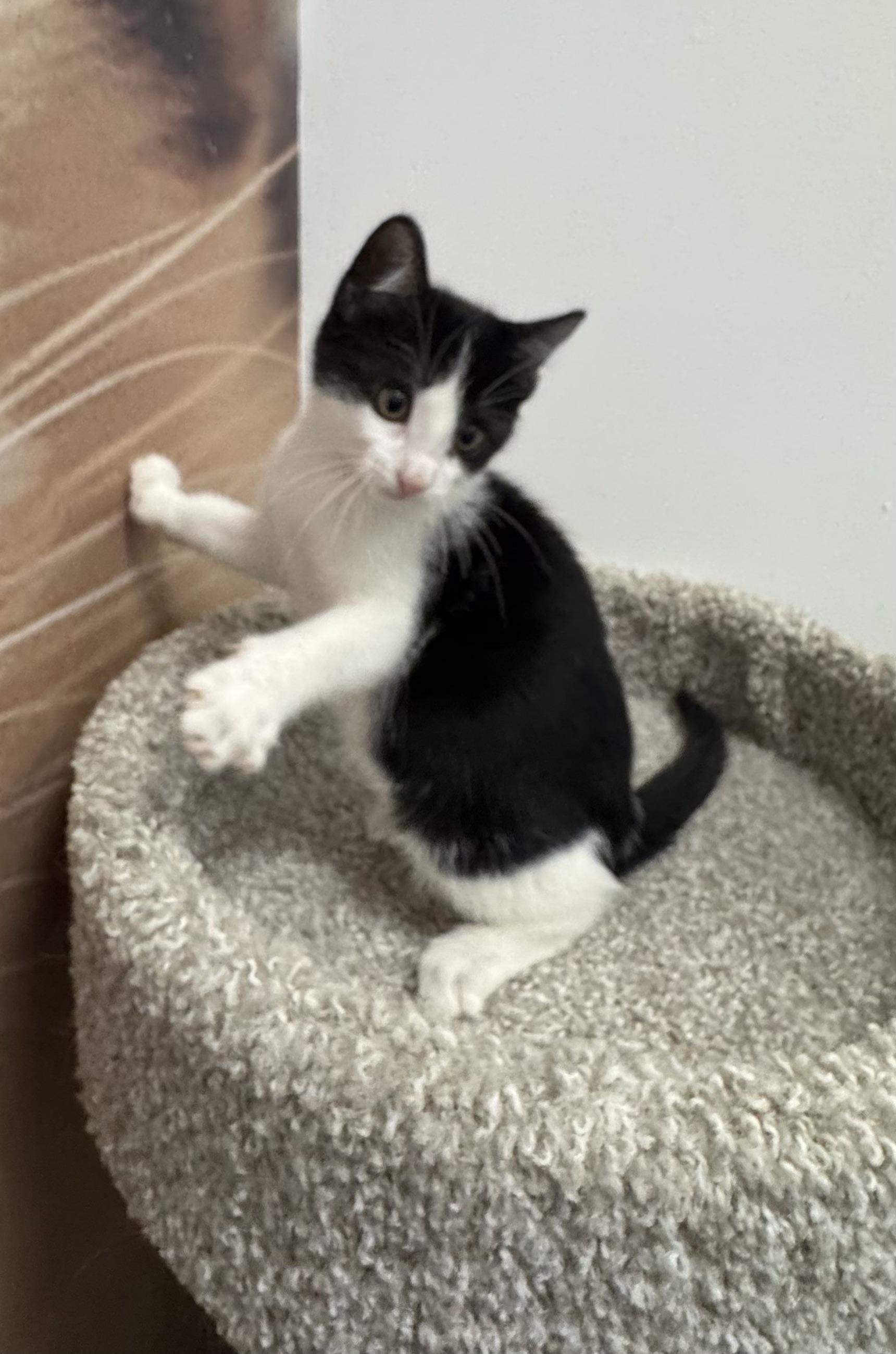 Enlarge Joey, a Adoptable Domestic Short Hair in Pickering, ON image 3/4
