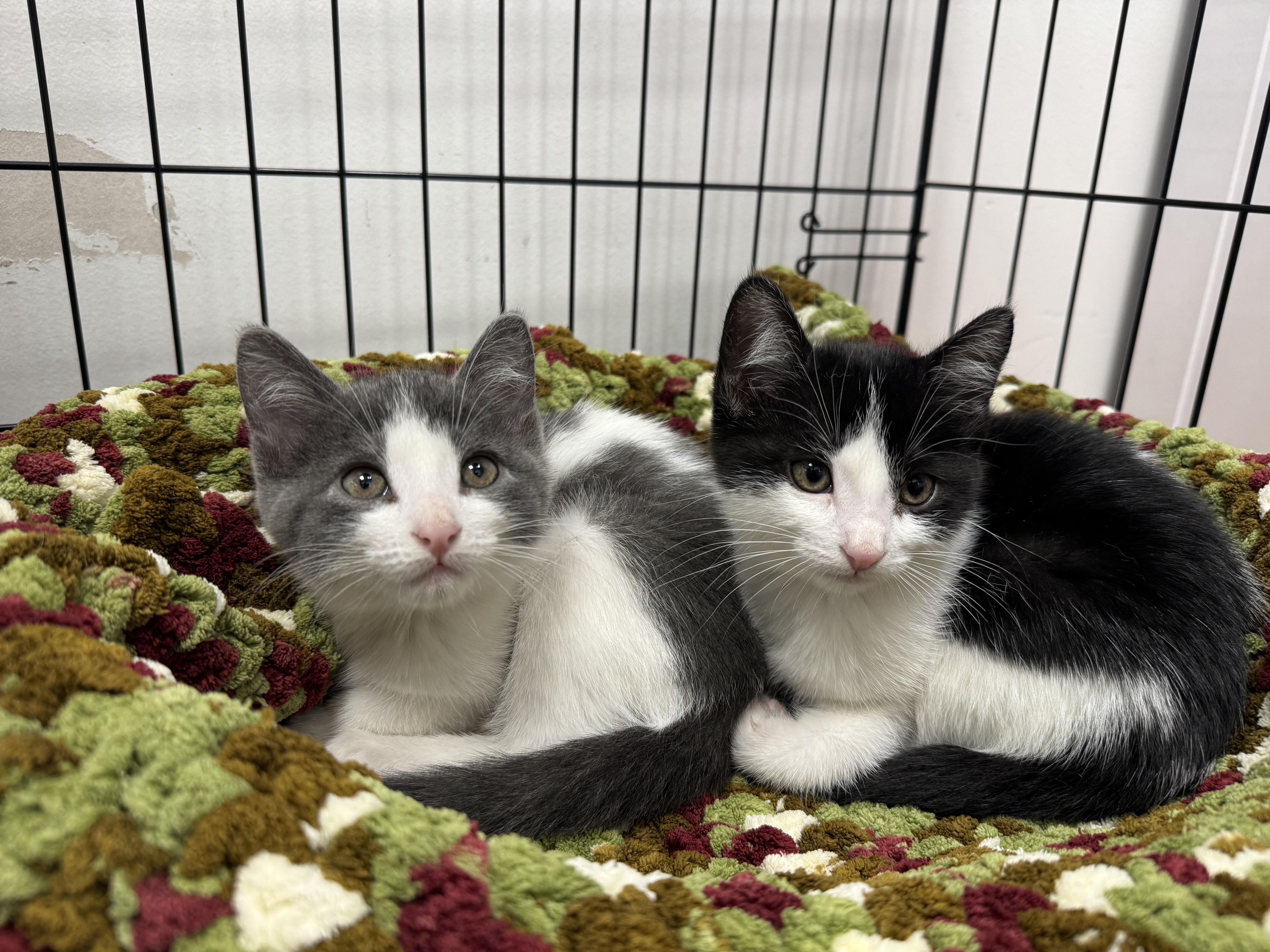 Enlarge Joey, a Adoptable Domestic Short Hair in Pickering, ON image 2/4