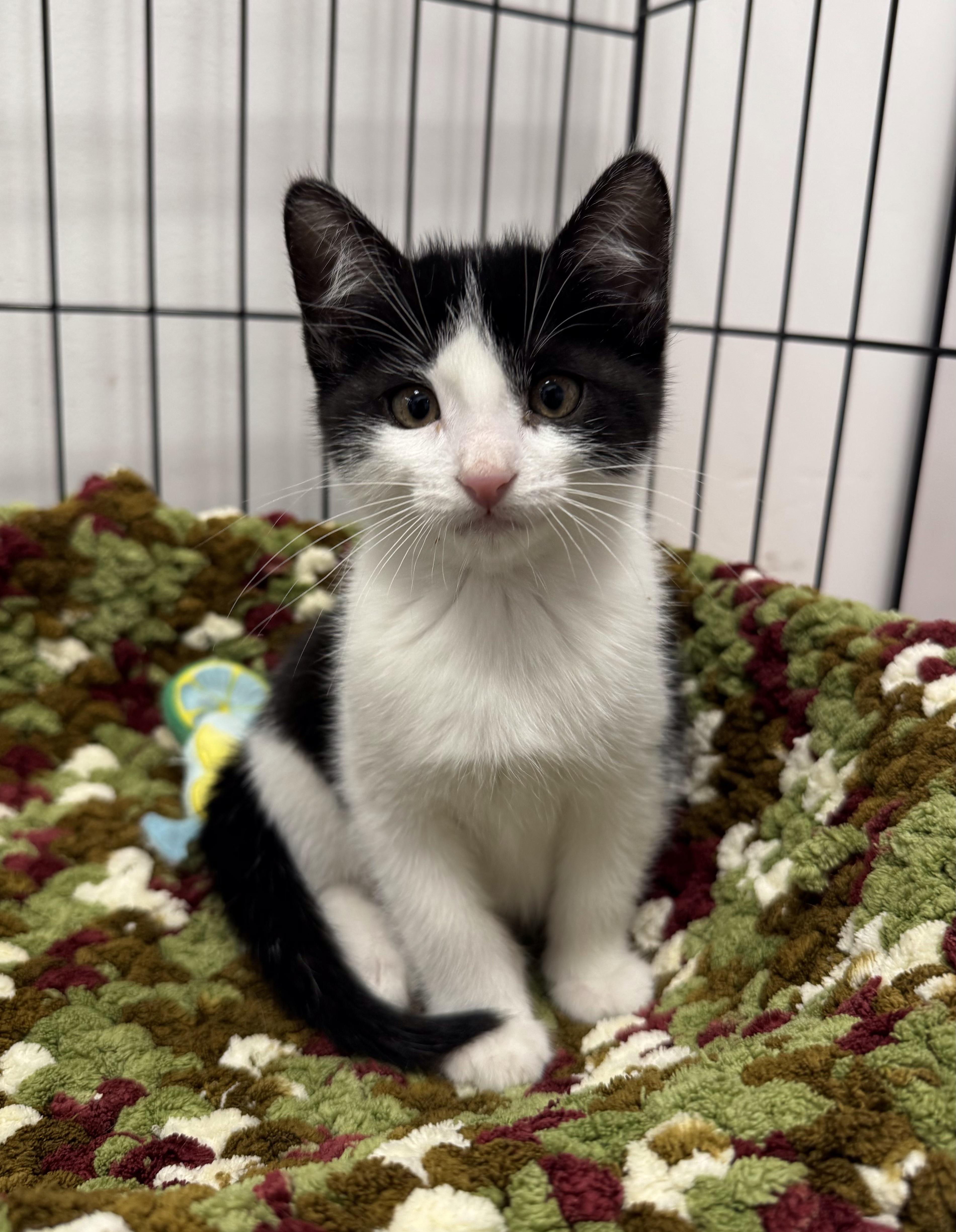 Joey, Adoptable, Kitten Male Domestic Short Hair.