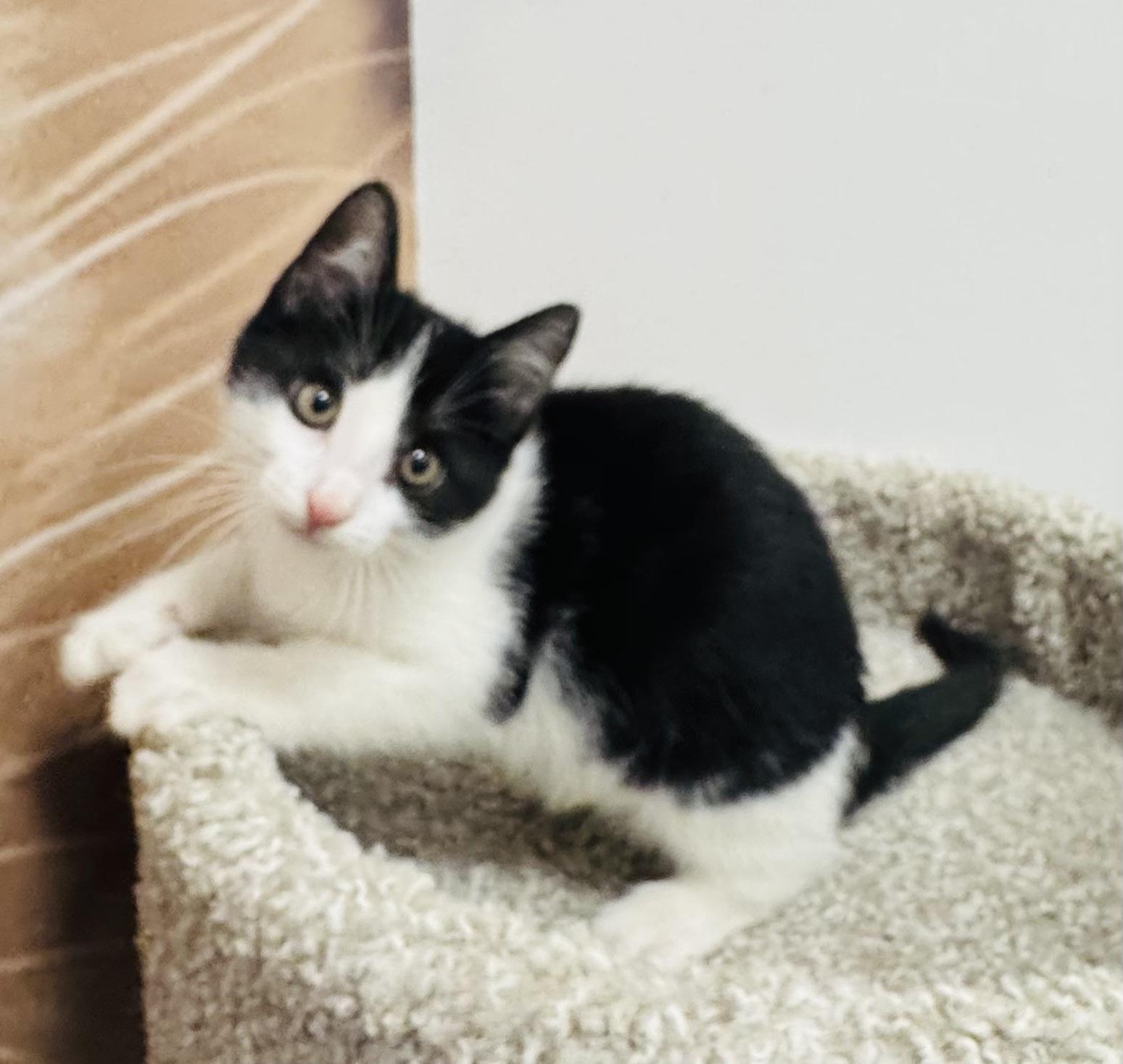 Enlarge Joey, a Adoptable Domestic Short Hair in Pickering, ON image 4/4