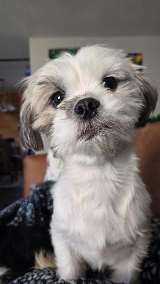 Ollie (1 of 19 shih tzus rescued), adopted, Young Male Shih Tzu.
