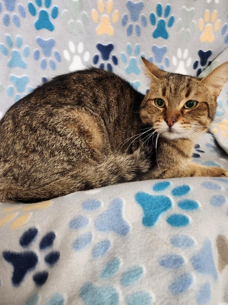 Walter, Adoptable, Young Male Domestic Short Hair.