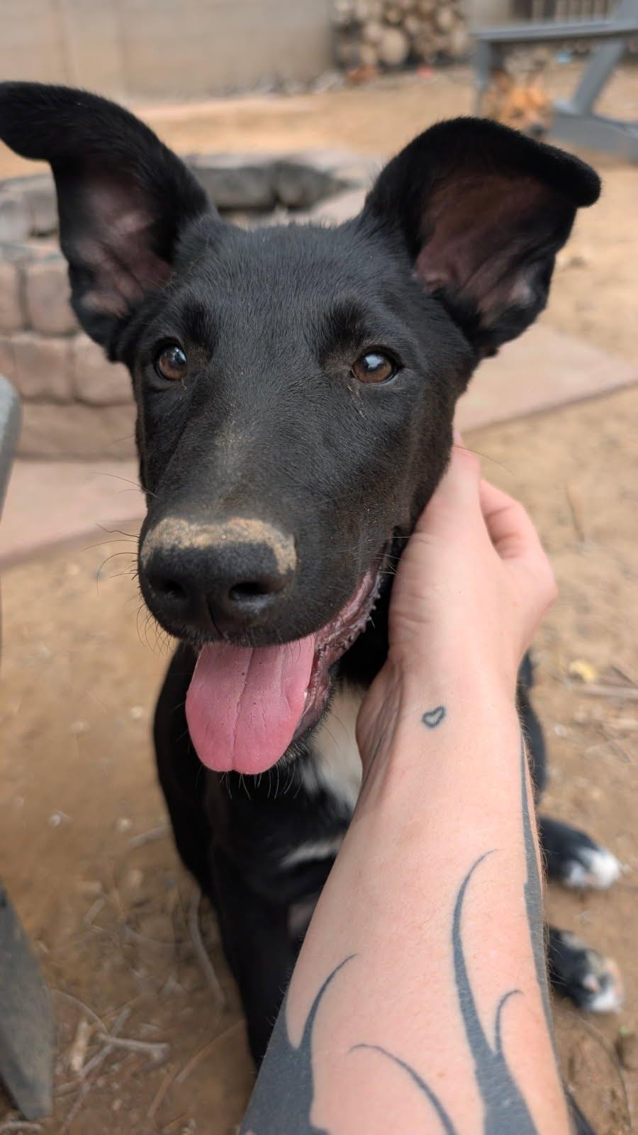 Dean, ADOPTABLE, Young Male Belgian Shepherd / Malinois.