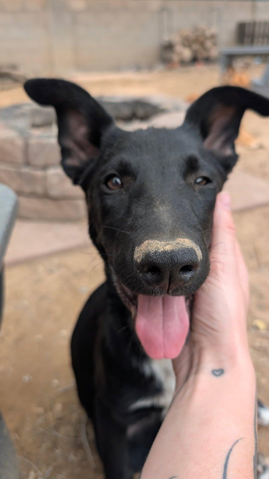 Enlarge Dean, a ADOPTABLE Belgian Shepherd / Malinois in Rio Rancho, NM image 2/3