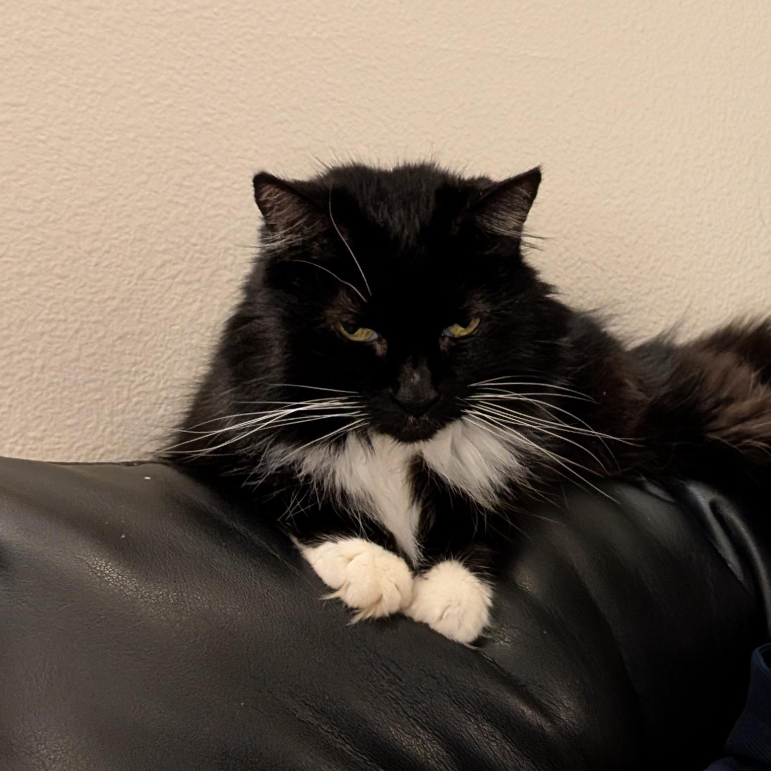 Enlarge Gizmo, a ADOPTABLE Domestic Long Hair in Renton , WA image 2/6