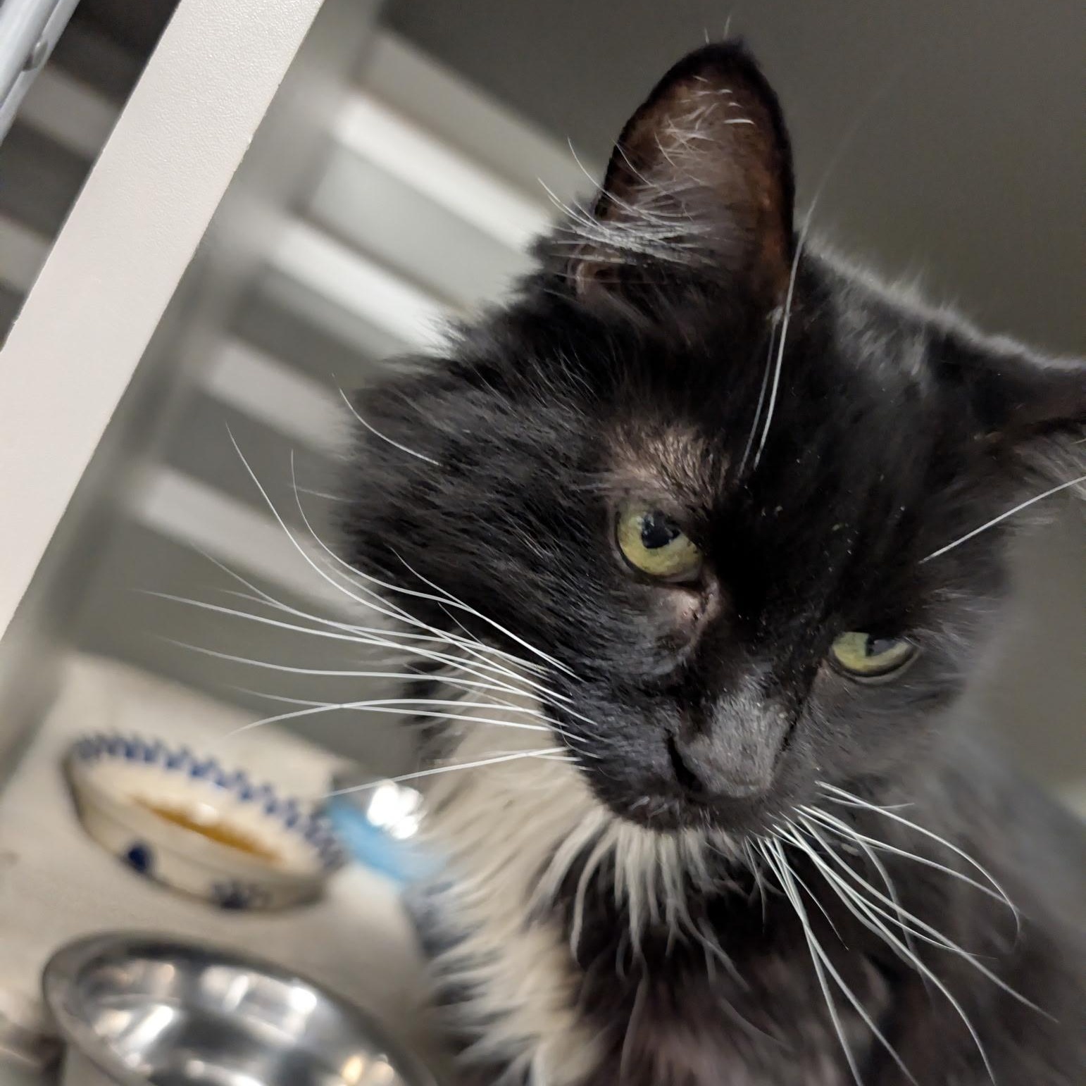 Enlarge Gizmo, a ADOPTABLE Domestic Long Hair in Renton , WA image 5/6