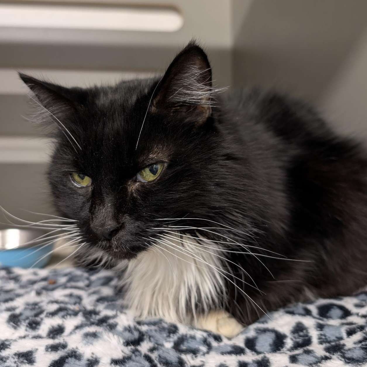 Enlarge Gizmo, a ADOPTABLE Domestic Long Hair in Renton , WA image 6/6