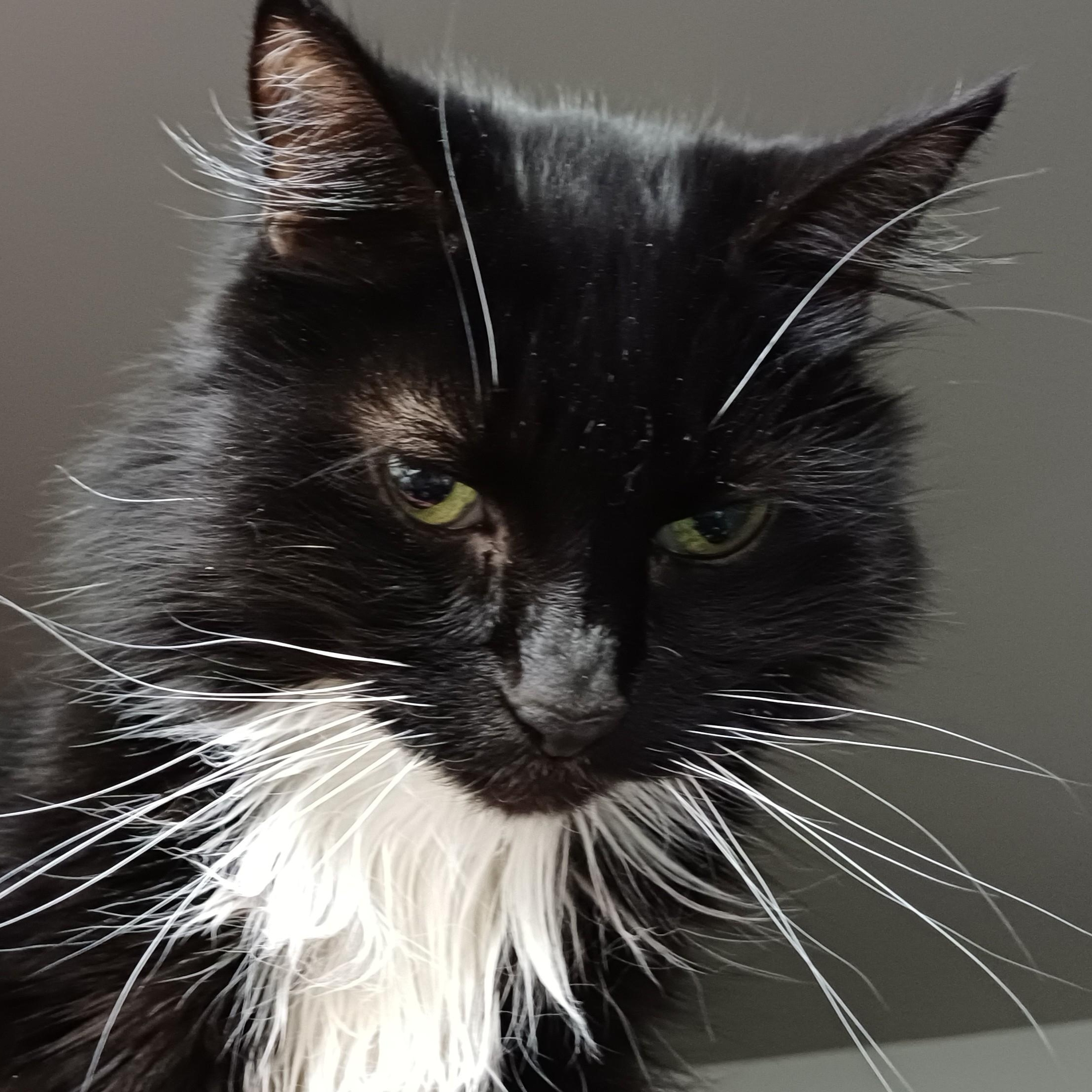 Enlarge Gizmo, a ADOPTABLE Domestic Long Hair in Renton , WA image 4/6