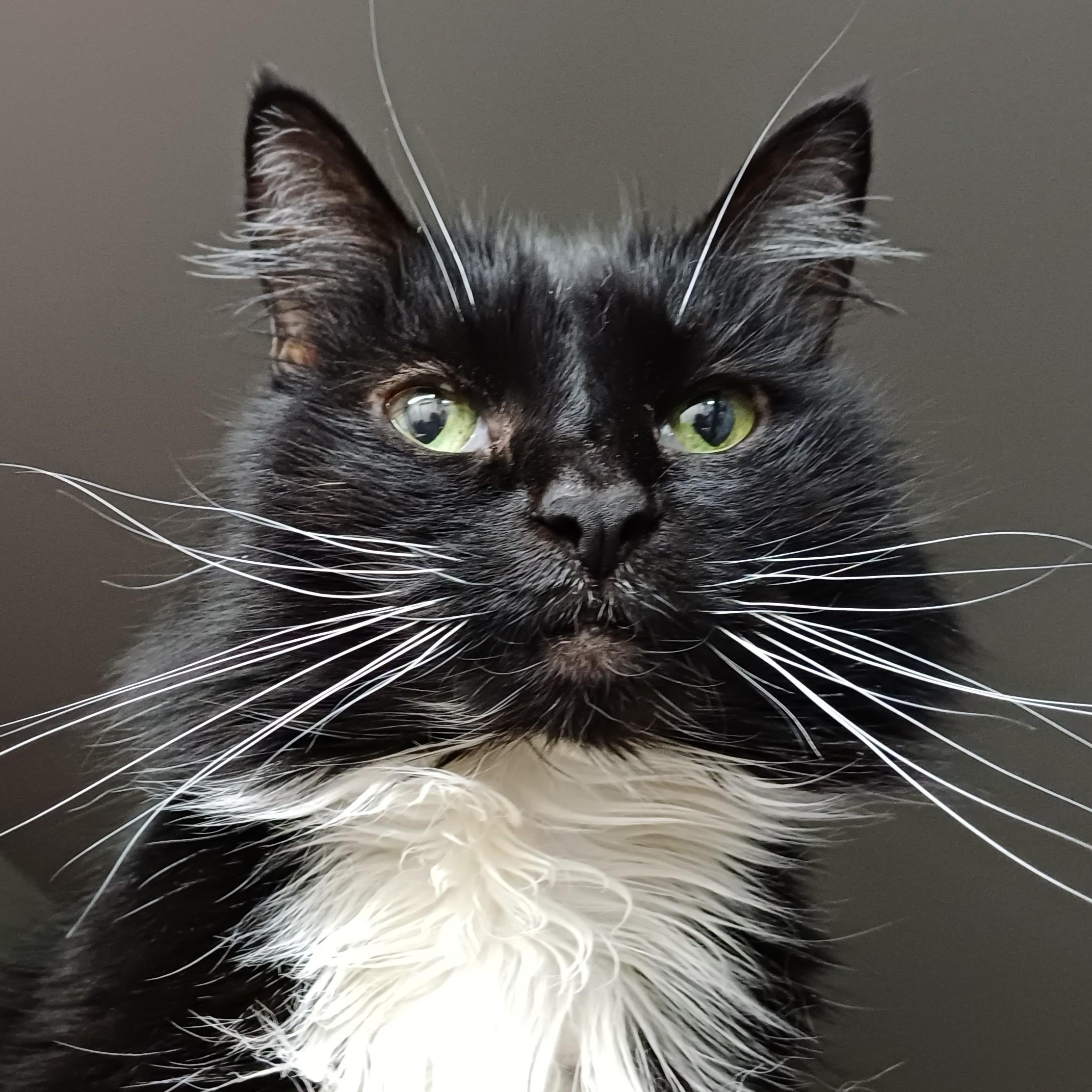 Gizmo, ADOPTABLE, Senior Female Domestic Long Hair.