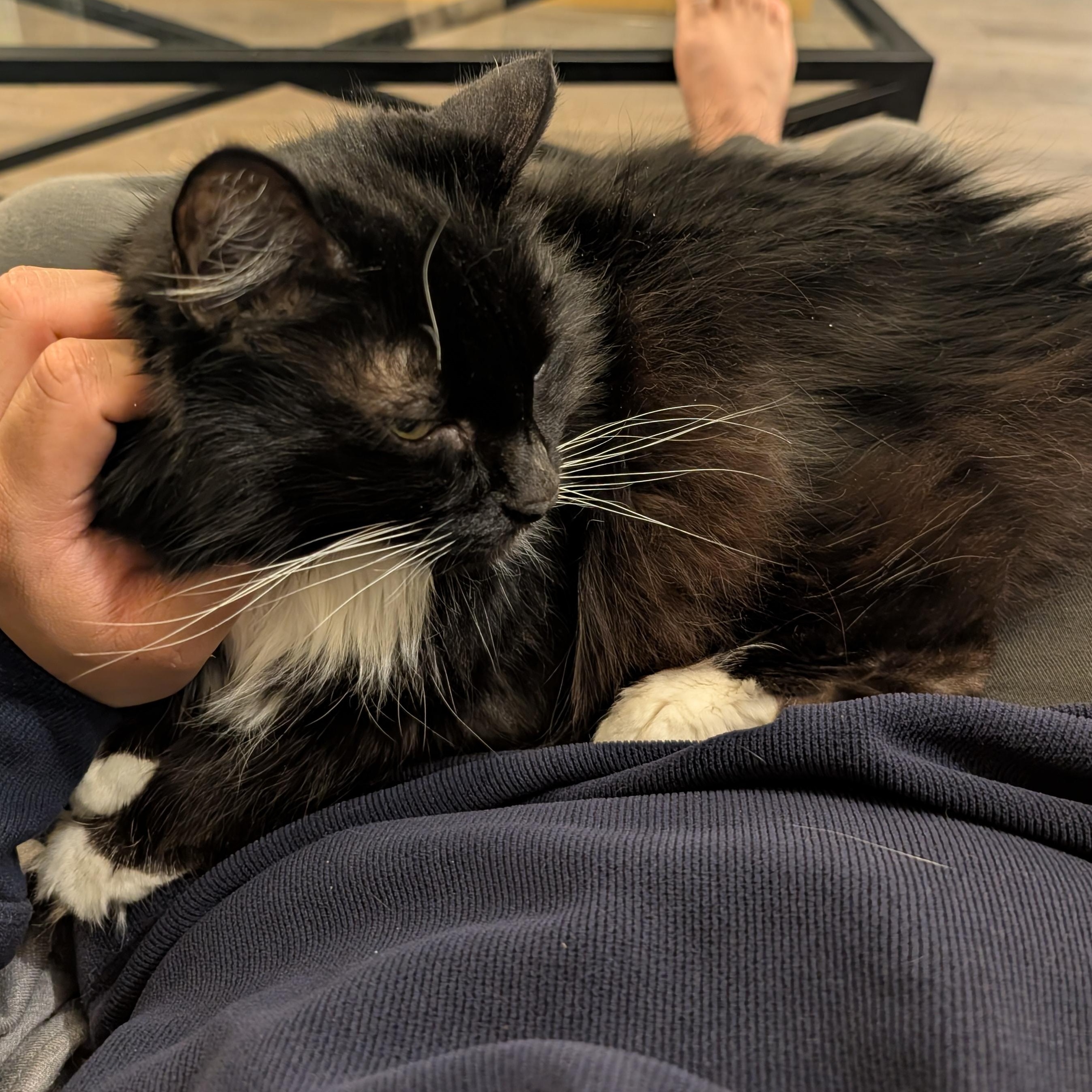 Enlarge Gizmo, a ADOPTABLE Domestic Long Hair in Renton , WA image 3/6