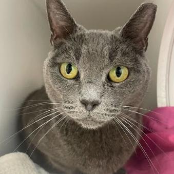 Eggroll, Adoptable, Adult Female Domestic Short Hair.