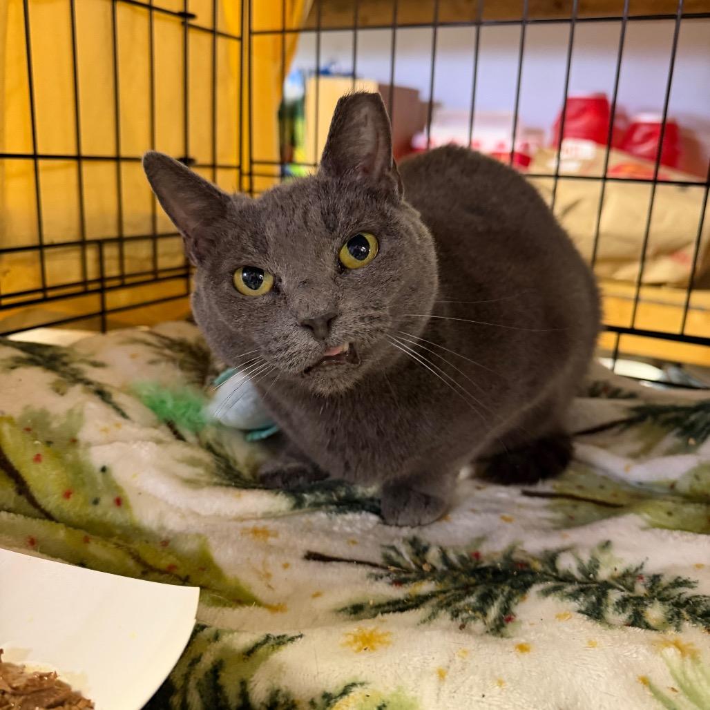 Enlarge Eggroll, a Adoptable Domestic Short Hair in Philadelphia, PA image 2/2