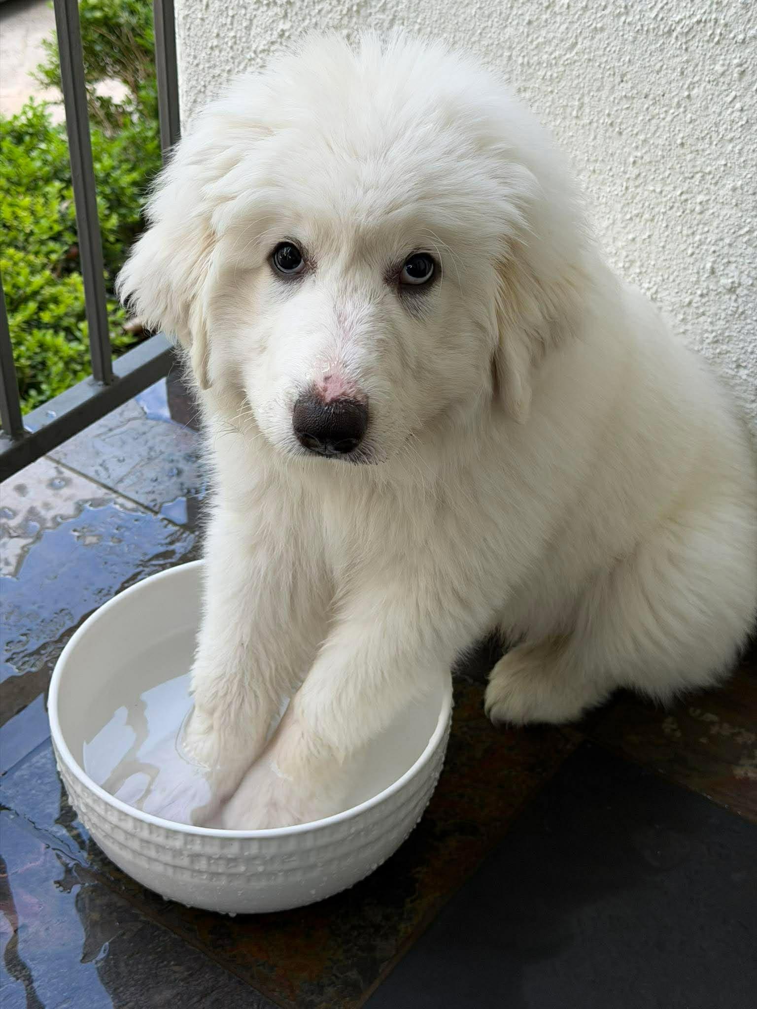 Leo, Adopted, Puppy Male Great Pyrenees.
