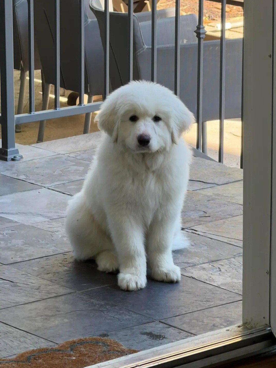 Enlarge Leo, a Adopted Great Pyrenees in Houston, TX image 2/3