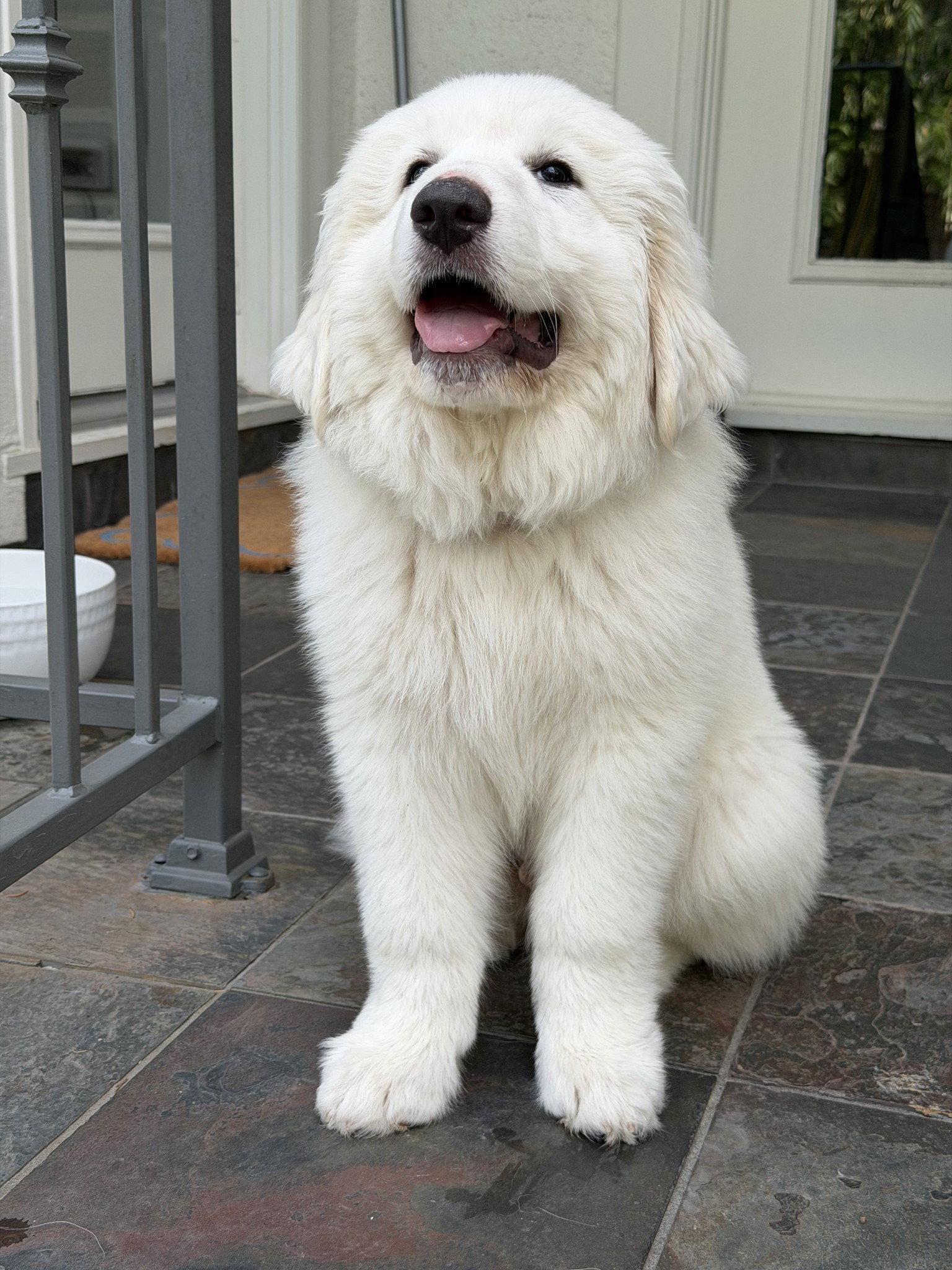 Enlarge Leo, a Adopted Great Pyrenees in Houston, TX image 3/3