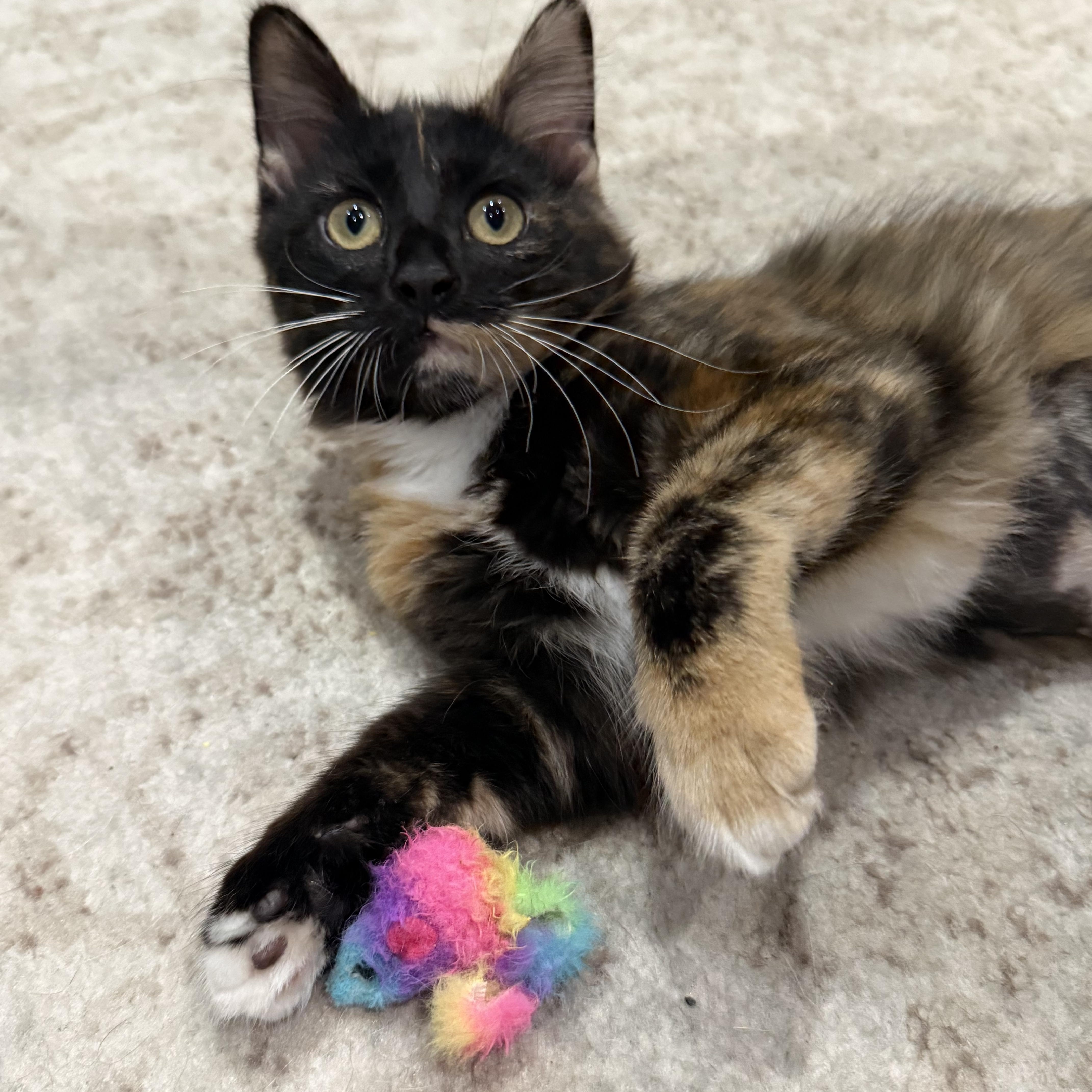 Oni INDOOR ONLY, adopted, Kitten Female Domestic Medium Hair.