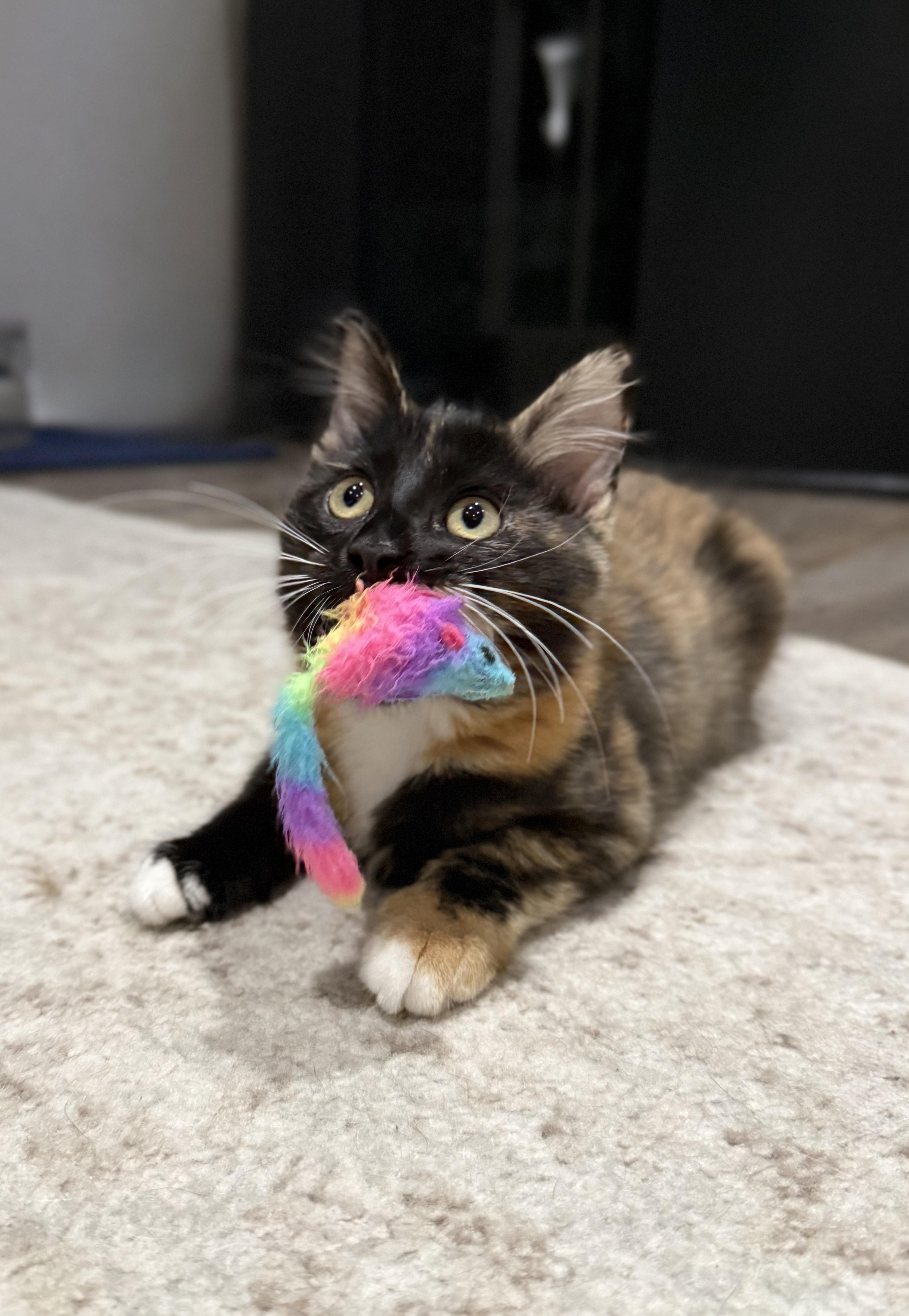 Oni INDOOR ONLY, an adopted mixed breed in Stockton, CA image 2/6