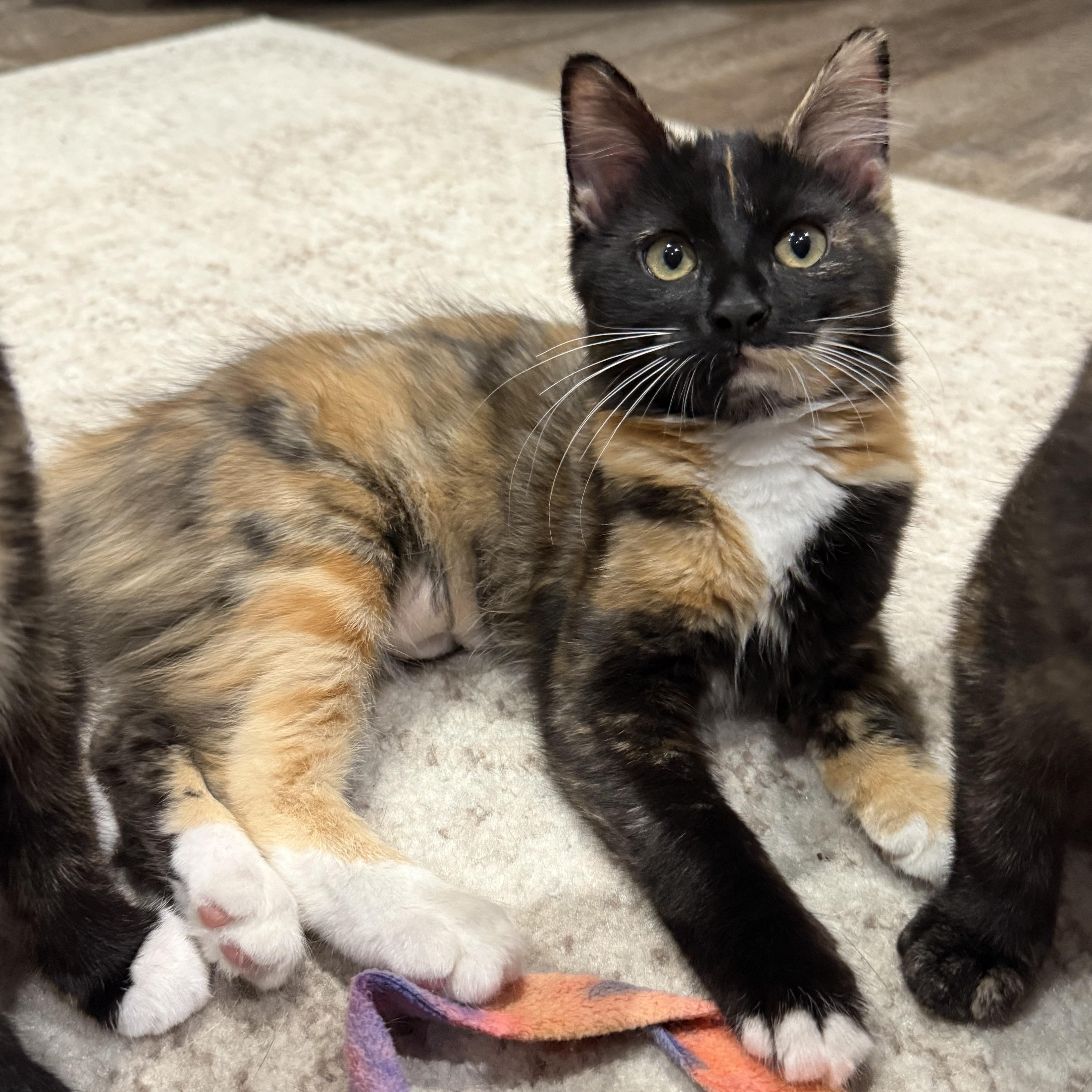 Oni INDOOR ONLY, an adopted mixed breed in Stockton, CA image 3/6