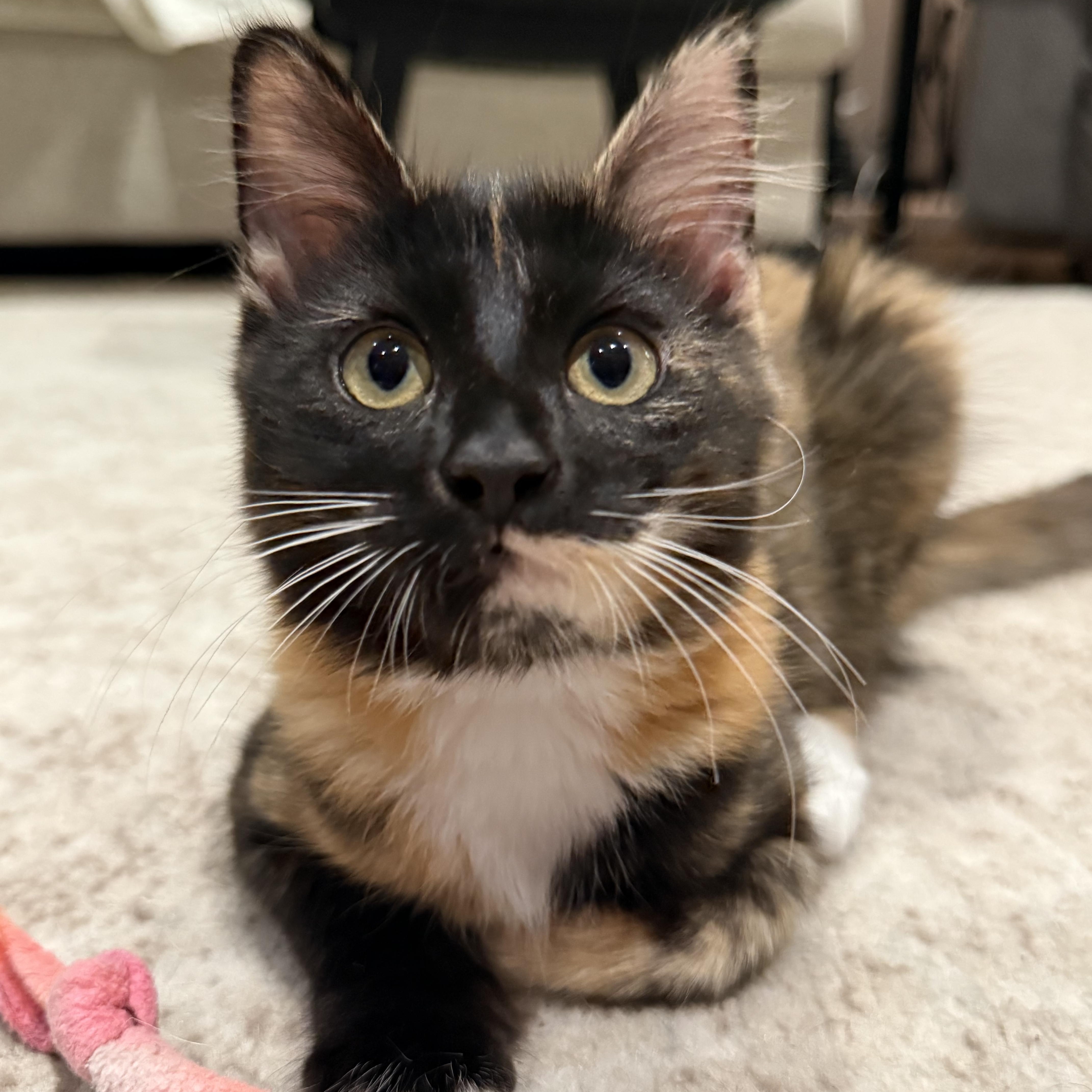 Oni INDOOR ONLY, an adopted mixed breed in Stockton, CA image 4/6
