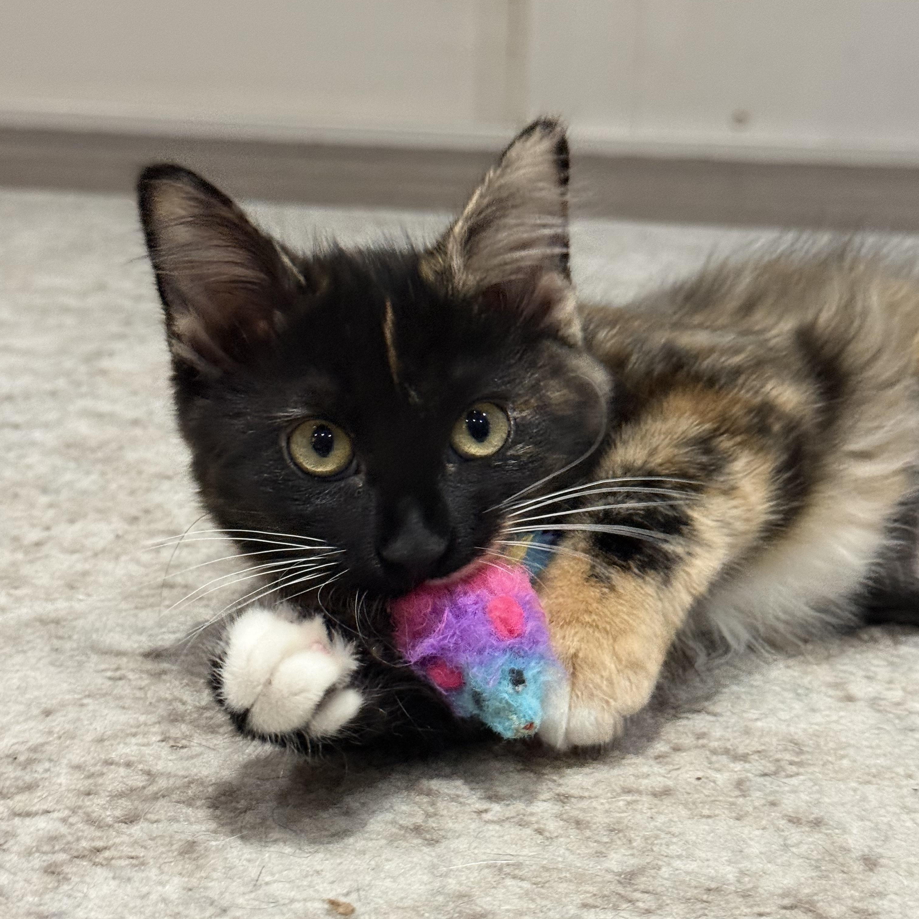 Oni INDOOR ONLY, an adopted mixed breed in Stockton, CA image 5/6