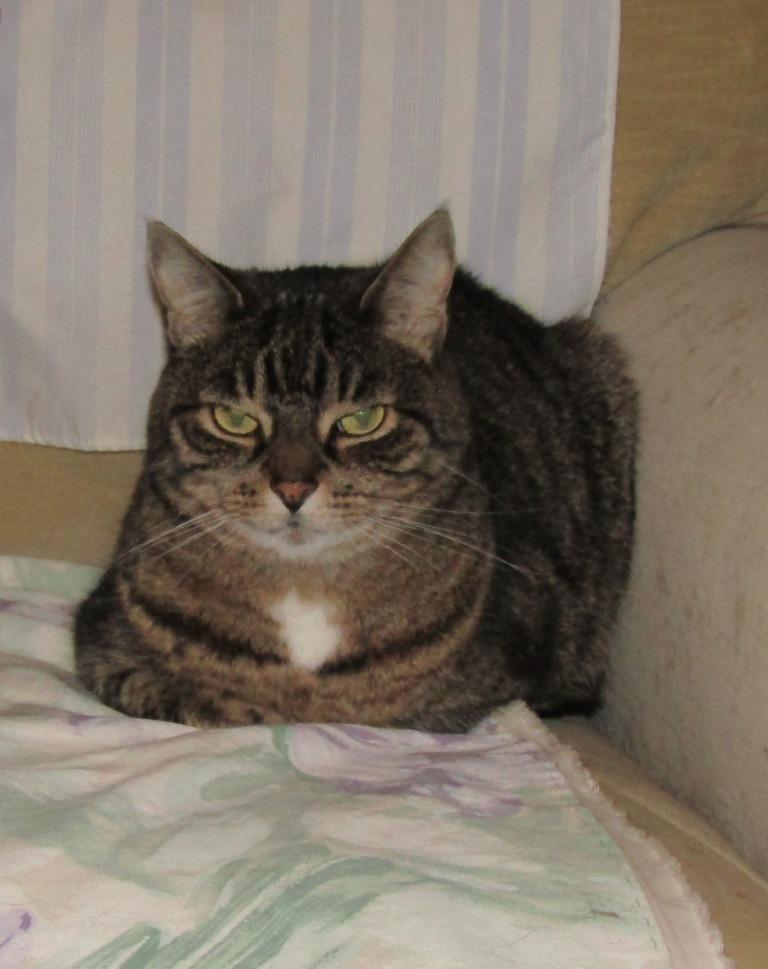 Jilly, Adoptable, Senior Female Domestic Short Hair.