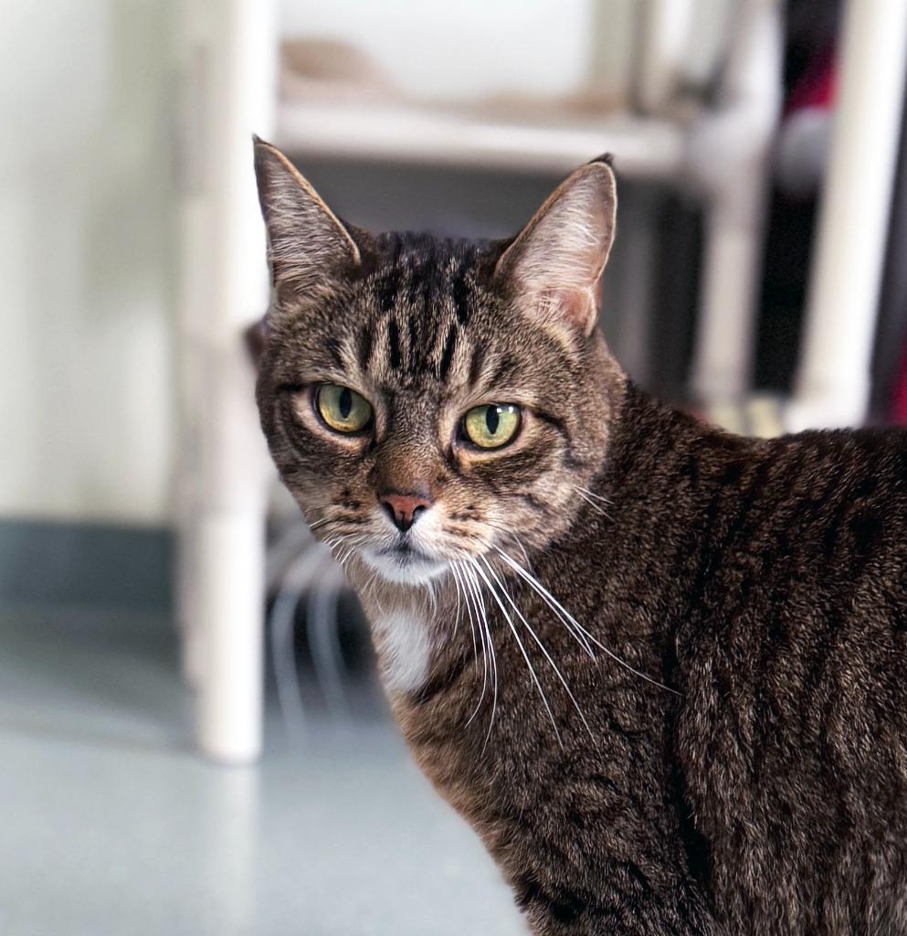 Jilly, a Adoptable mixed breed in Cumberland, ME image 1/3
