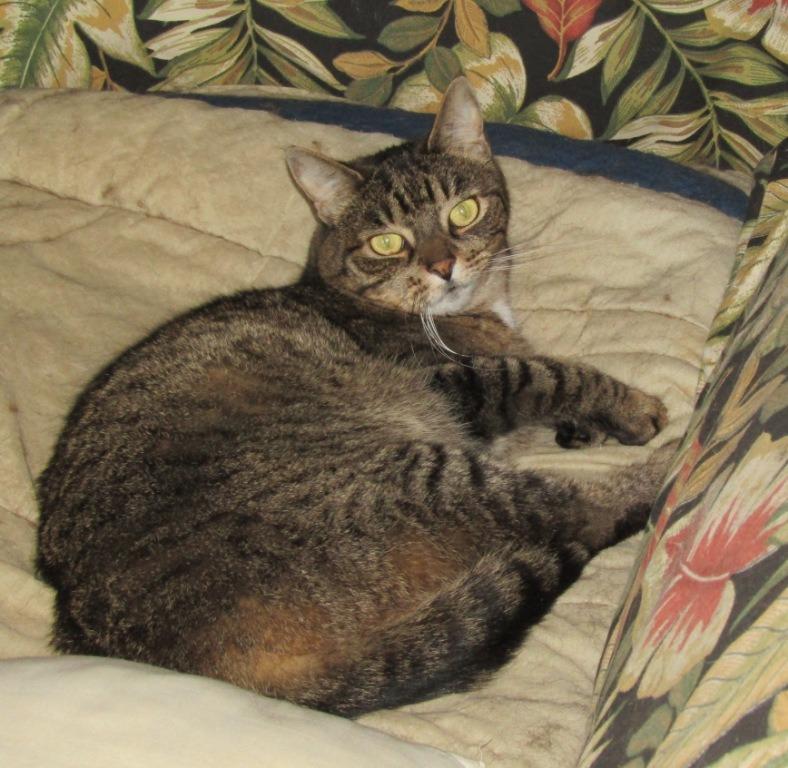 Enlarge Jilly, a Adoptable mixed breed in Cumberland, ME image 2/4