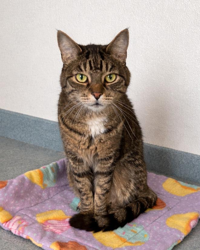 Enlarge Jilly, a Adoptable mixed breed in Cumberland, ME image 3/4