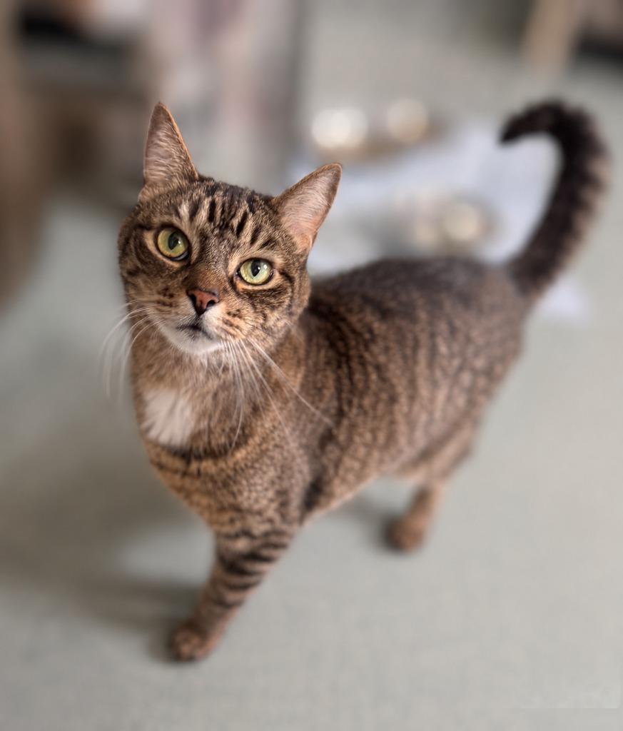 Jilly, a Adoptable mixed breed in Cumberland, ME image 3/3