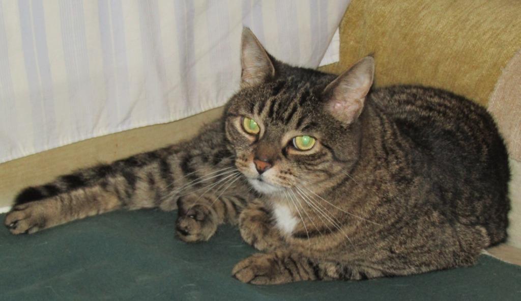 Enlarge Jilly, a Adoptable mixed breed in Cumberland, ME image 4/4