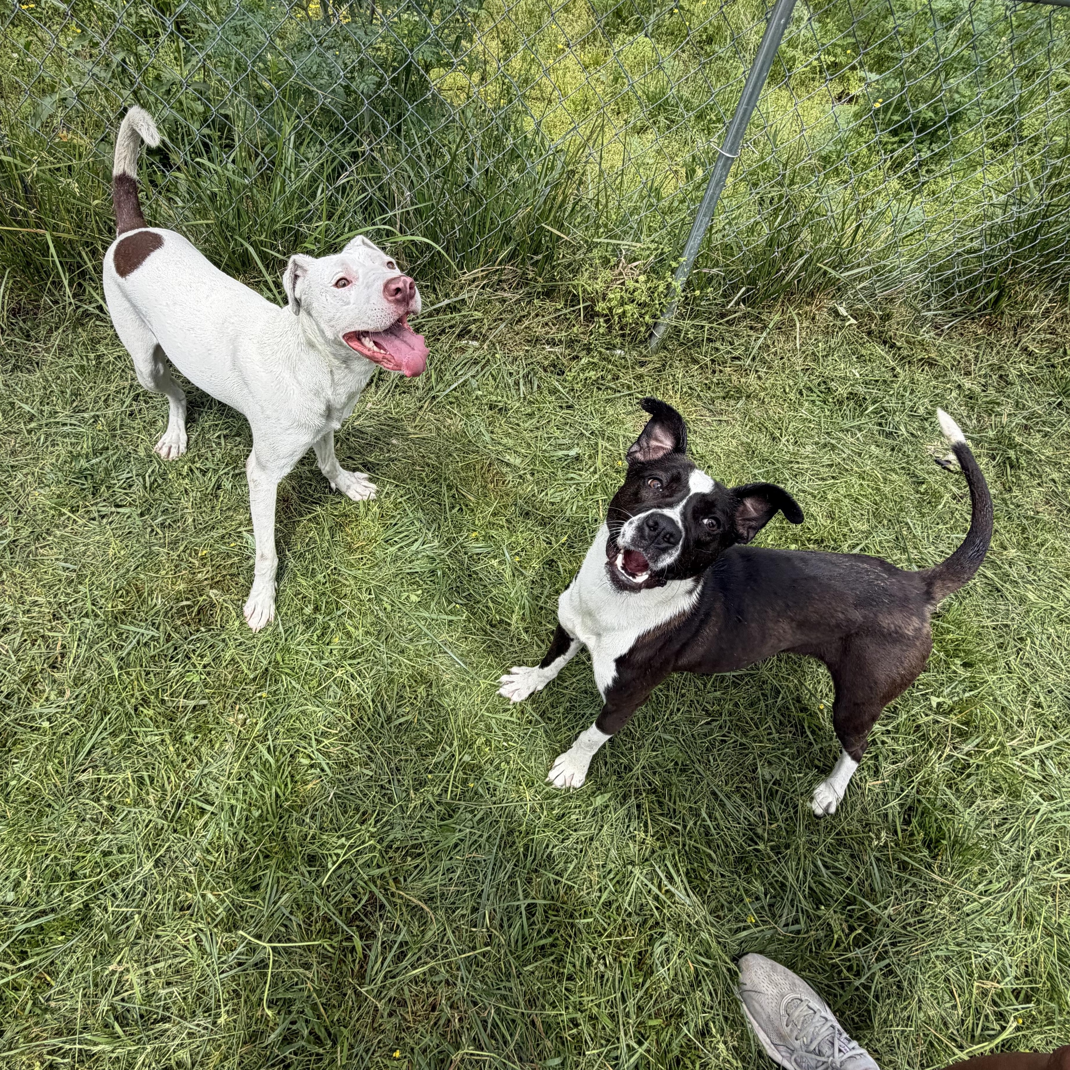 Enlarge Chomps, a Adoptable mixed breed in Downers Grove, IL image 2/4