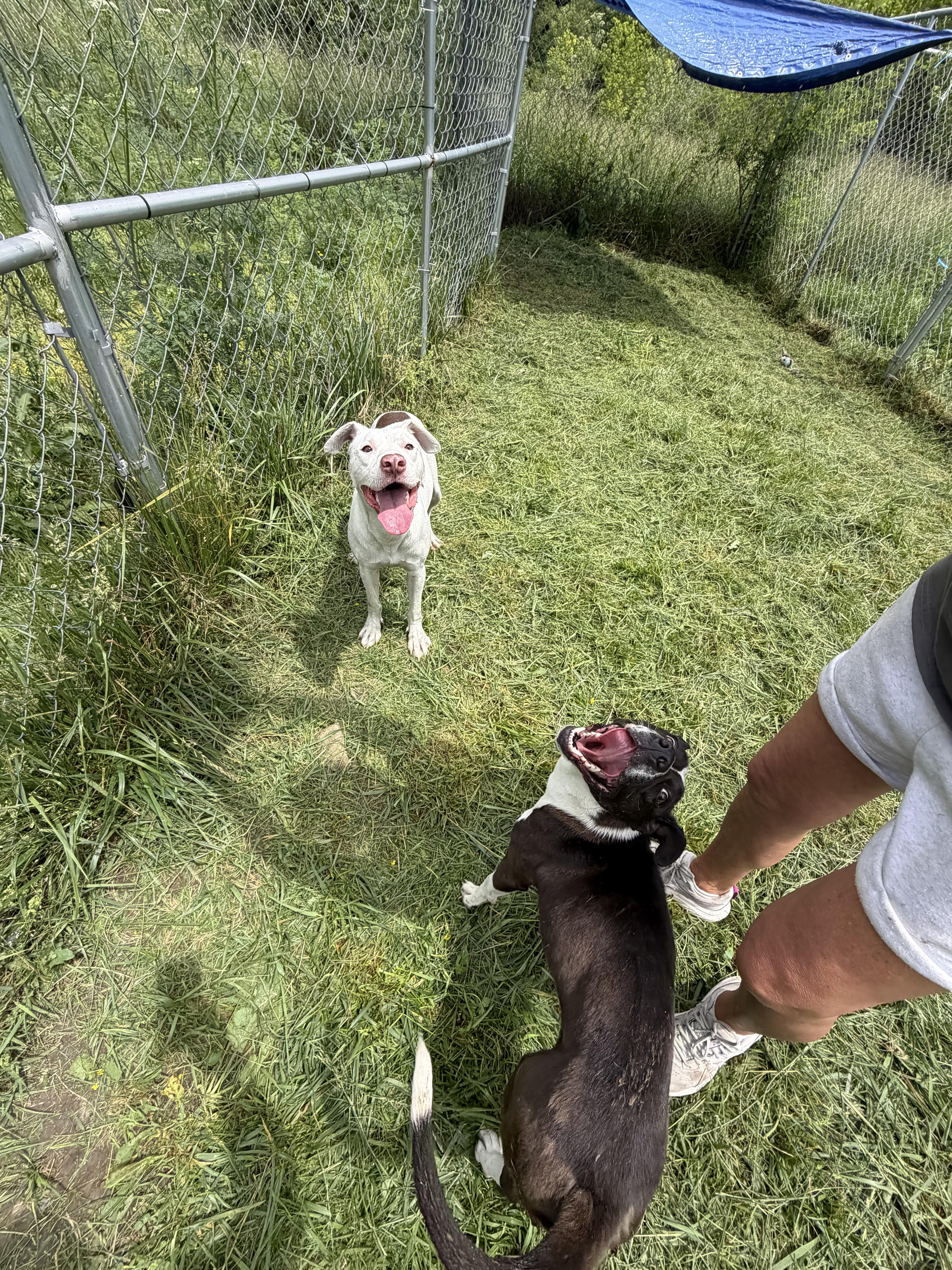Enlarge Chomps, a Adoptable mixed breed in Downers Grove, IL image 3/4
